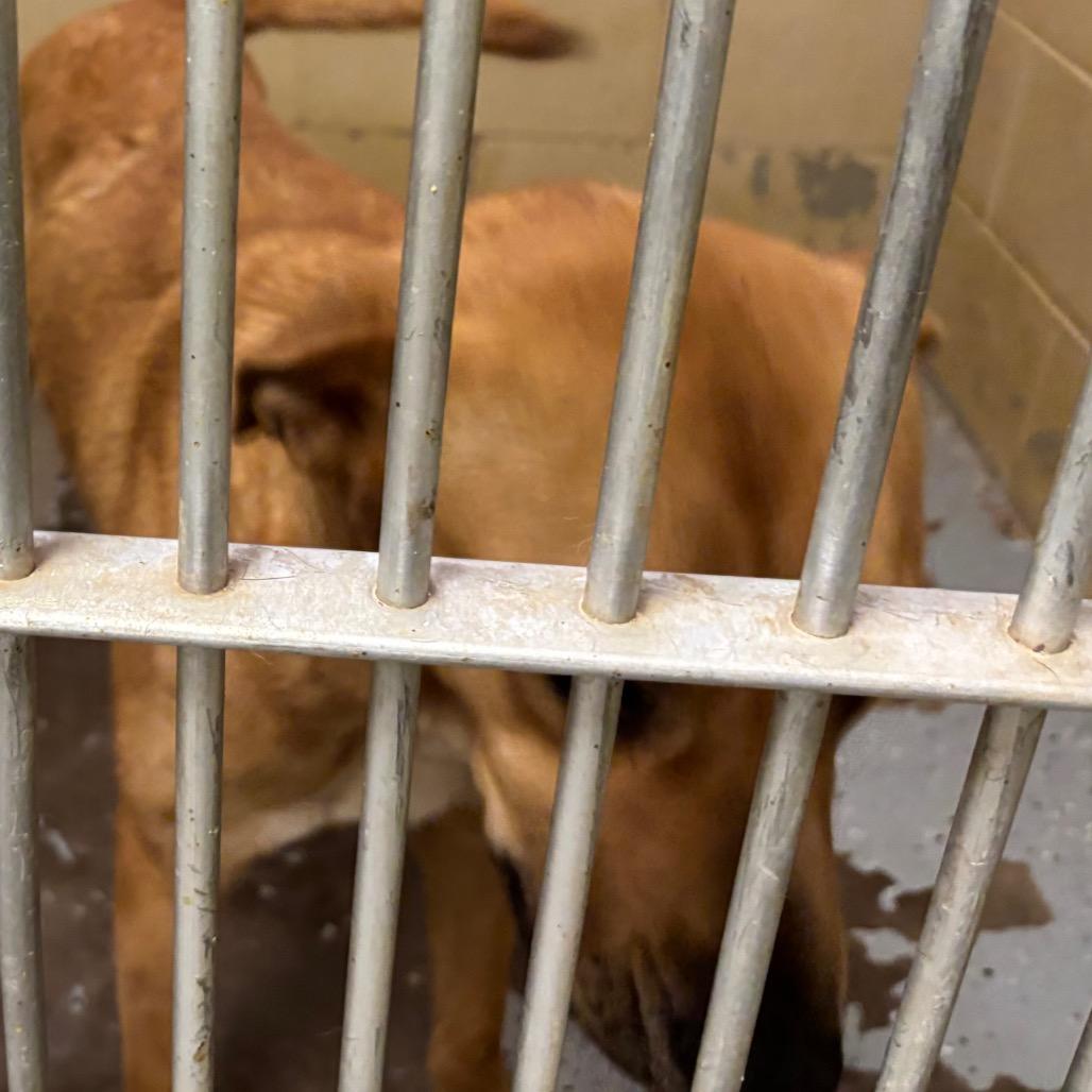 Enlarge (CCSO) Lucy, a Adoptable Retriever in Douglas, AZ image 3/4