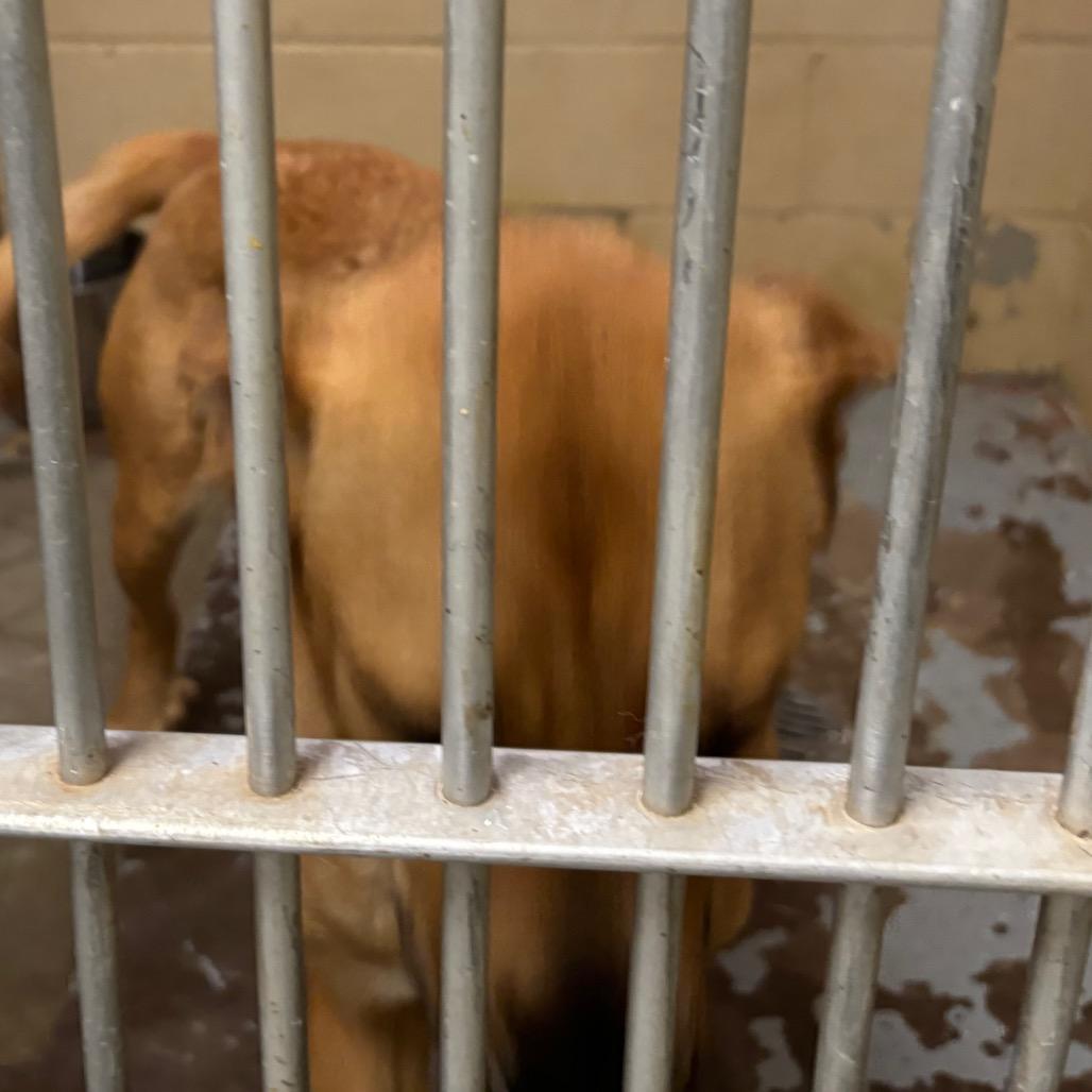Enlarge (CCSO) Lucy, a Adoptable Retriever in Douglas, AZ image 4/4