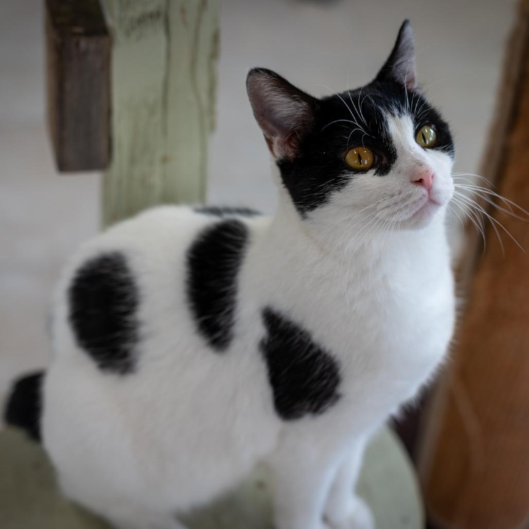 Alice, Adoptable, Adult Female Domestic Short Hair.