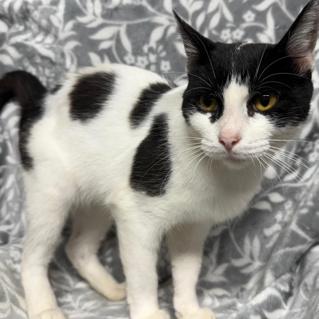 Enlarge Alice, a Adoptable Domestic Short Hair in Eureka Springs, AR image 2/3