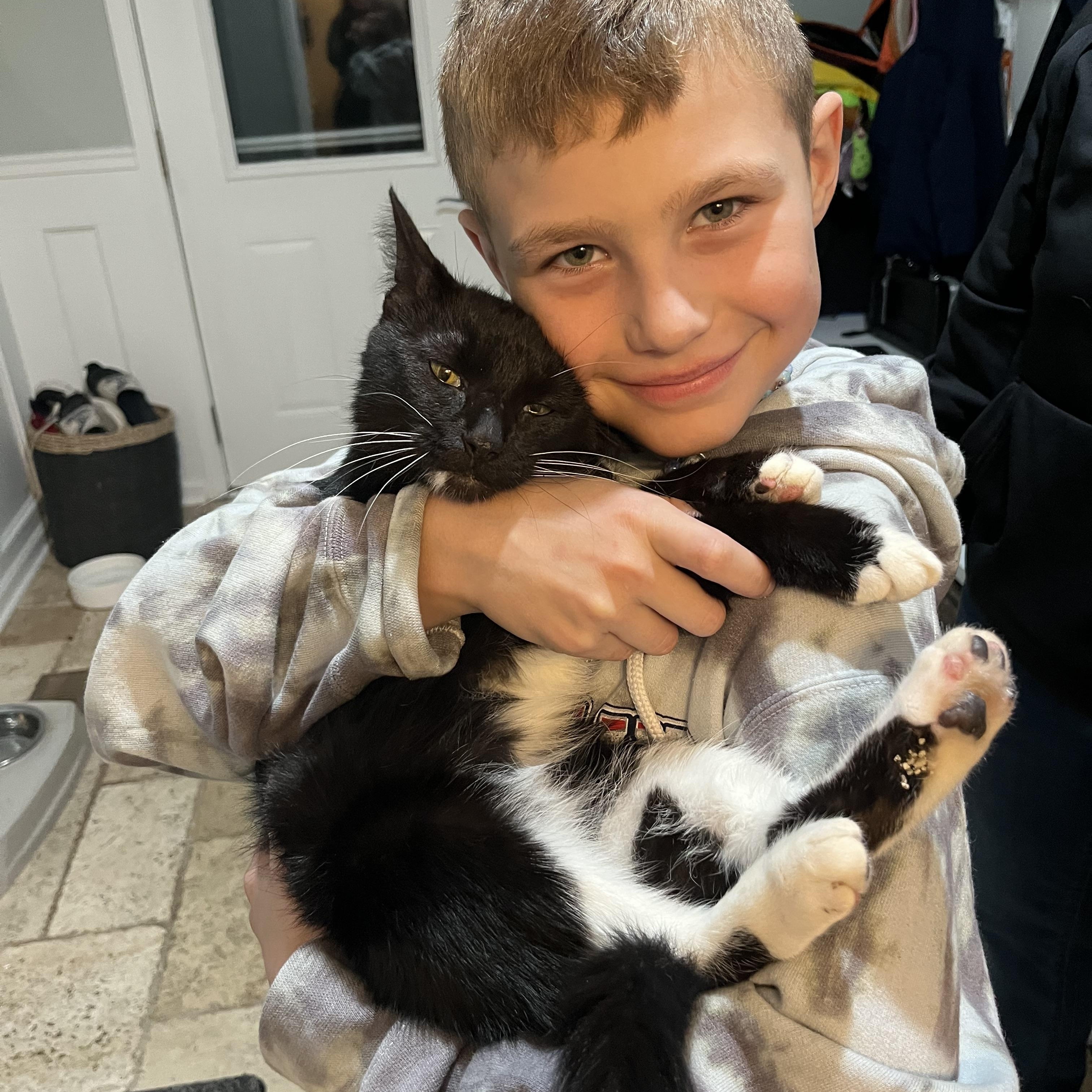 Lizzy, a Adoptable Domestic Short Hair in Chicago, IL image 2/5