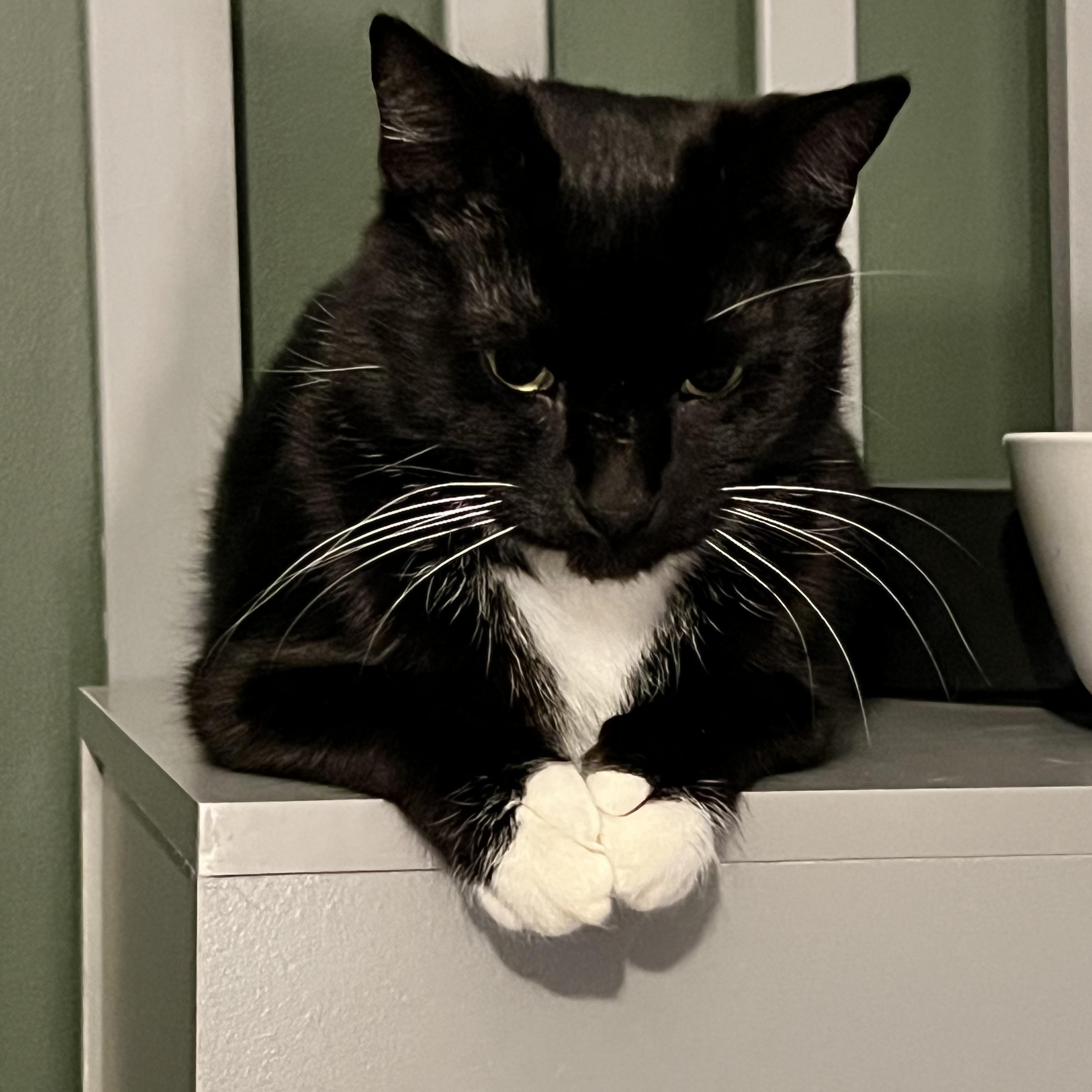 Lizzy, a Adoptable Domestic Short Hair in Chicago, IL image 4/5