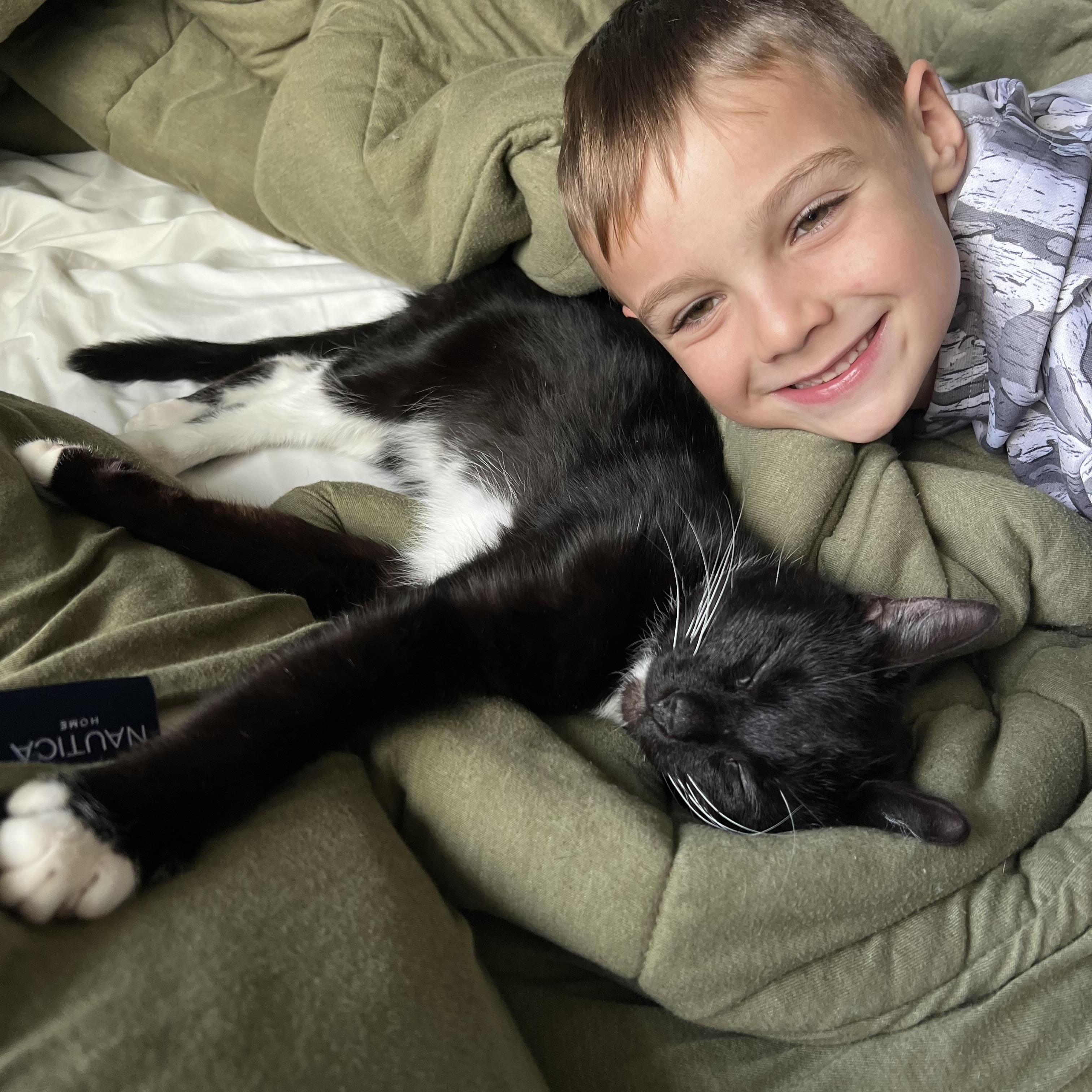 Lizzy, a Adoptable Domestic Short Hair in Chicago, IL image 3/5