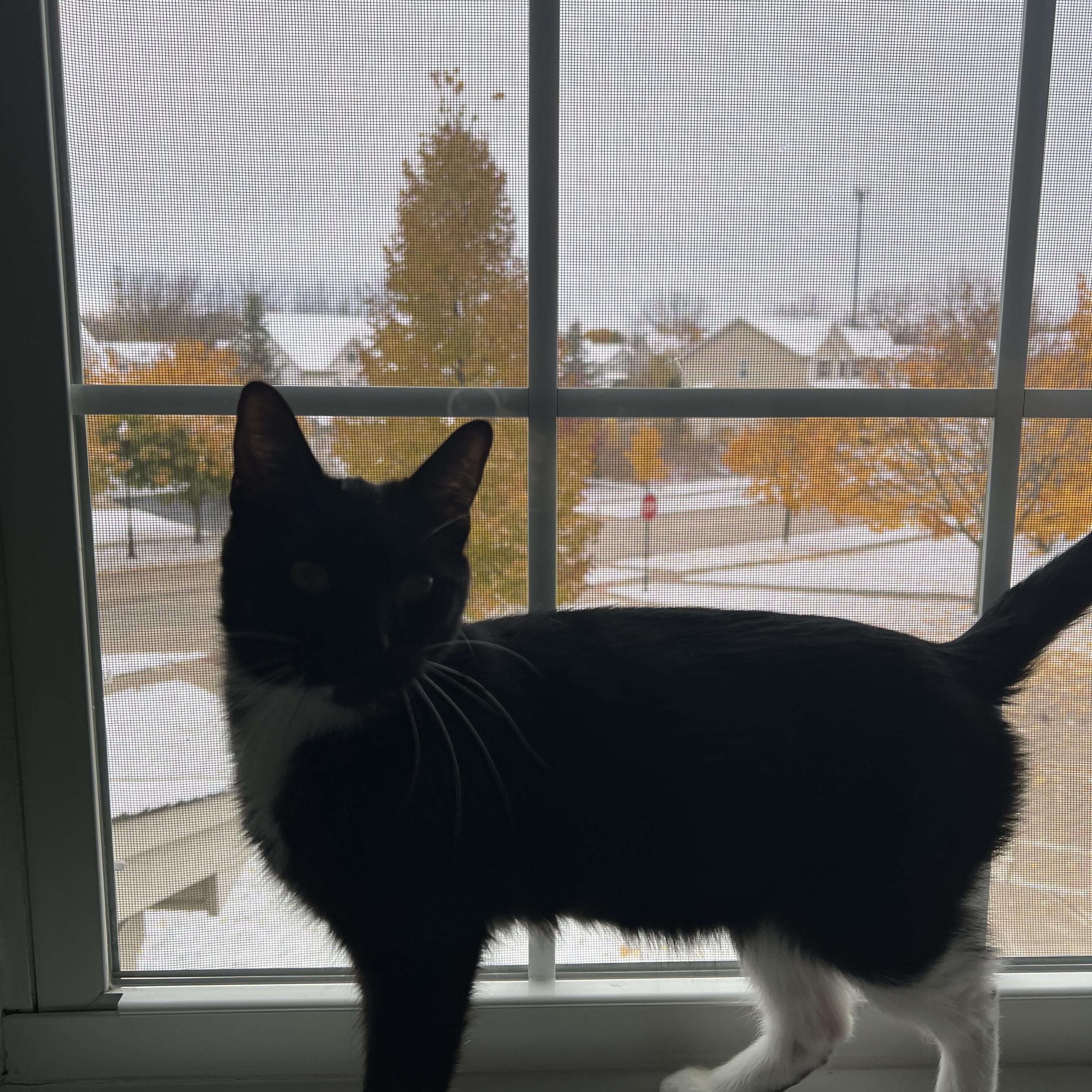 Lizzy, a Adoptable Domestic Short Hair in Chicago, IL image 5/5