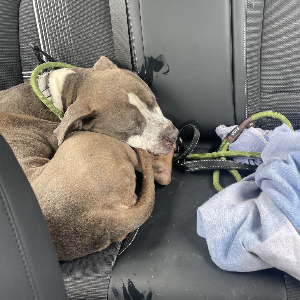 Kuno, Adoptable, Adult Male American Staffordshire Terrier & Mixed Breed.