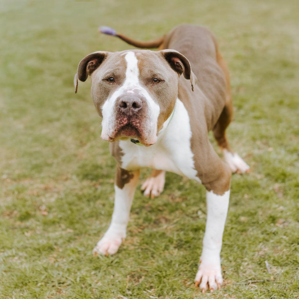 Kuno, a Adoptable mixed breed in Northbrook, IL image 2/2