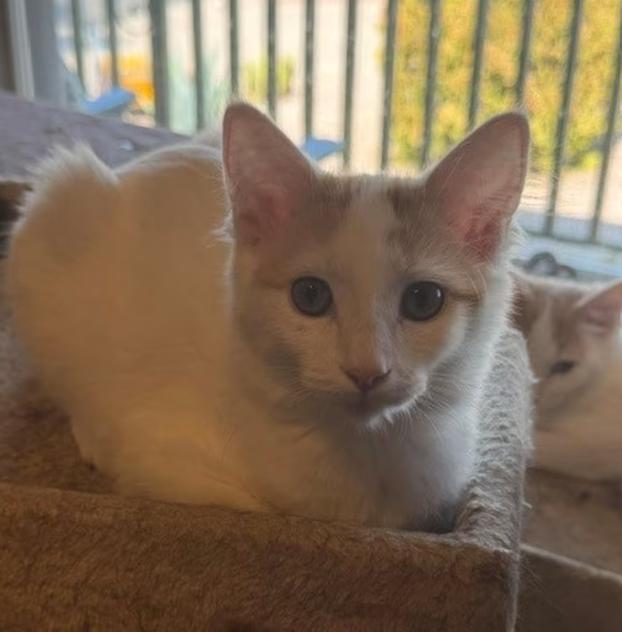 Enlarge Malibu (bonded with Monte Carlo), an adopted Tabby in Mesa, AZ image 3/4
