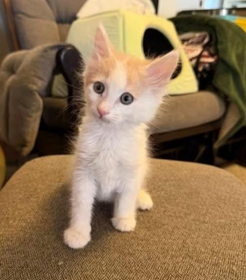 Enlarge Malibu (bonded with Monte Carlo), an adopted Tabby in Mesa, AZ image 4/4