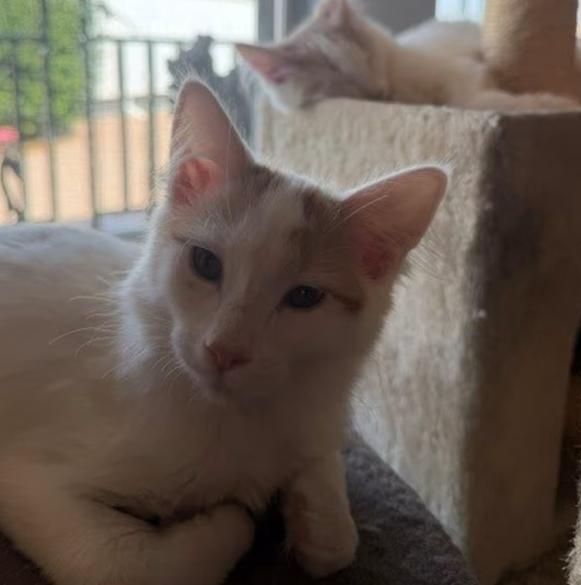 Enlarge Malibu (bonded with Monte Carlo), an adopted Tabby in Mesa, AZ image 2/4