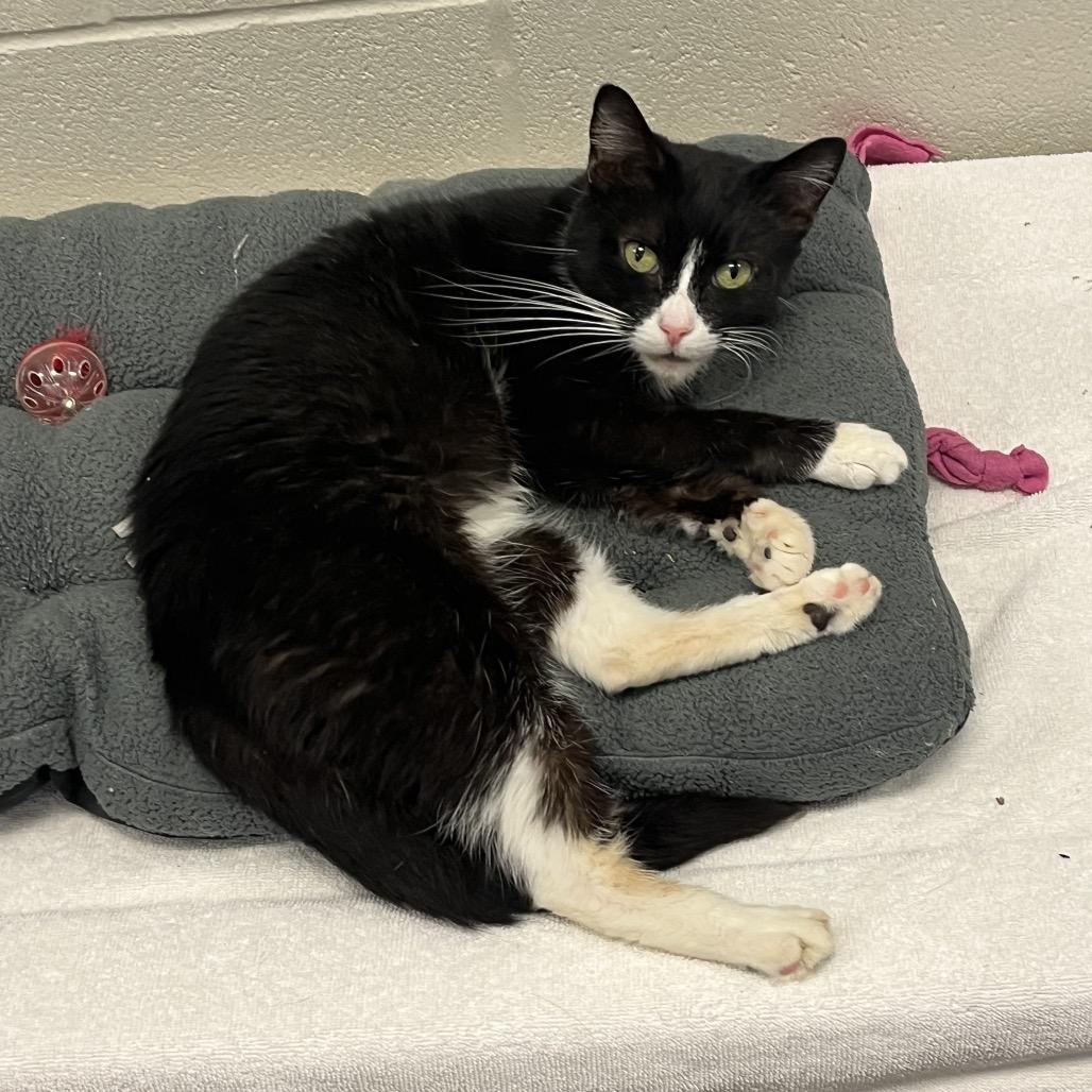 Clarabell, Adoptable, Adult Female Domestic Short Hair.