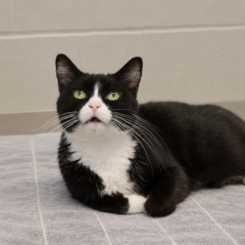 Enlarge Clarabell, a Adoptable Domestic Short Hair in Bristol, IN image 2/4