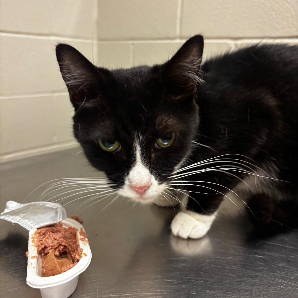 Enlarge Clarabell, a Adoptable Domestic Short Hair in Bristol, IN image 3/4