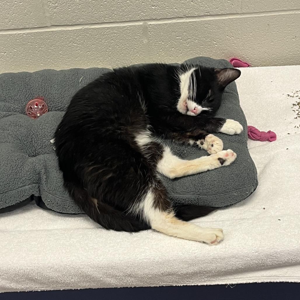 Enlarge Clarabell, a Adoptable Domestic Short Hair in Bristol, IN image 4/4