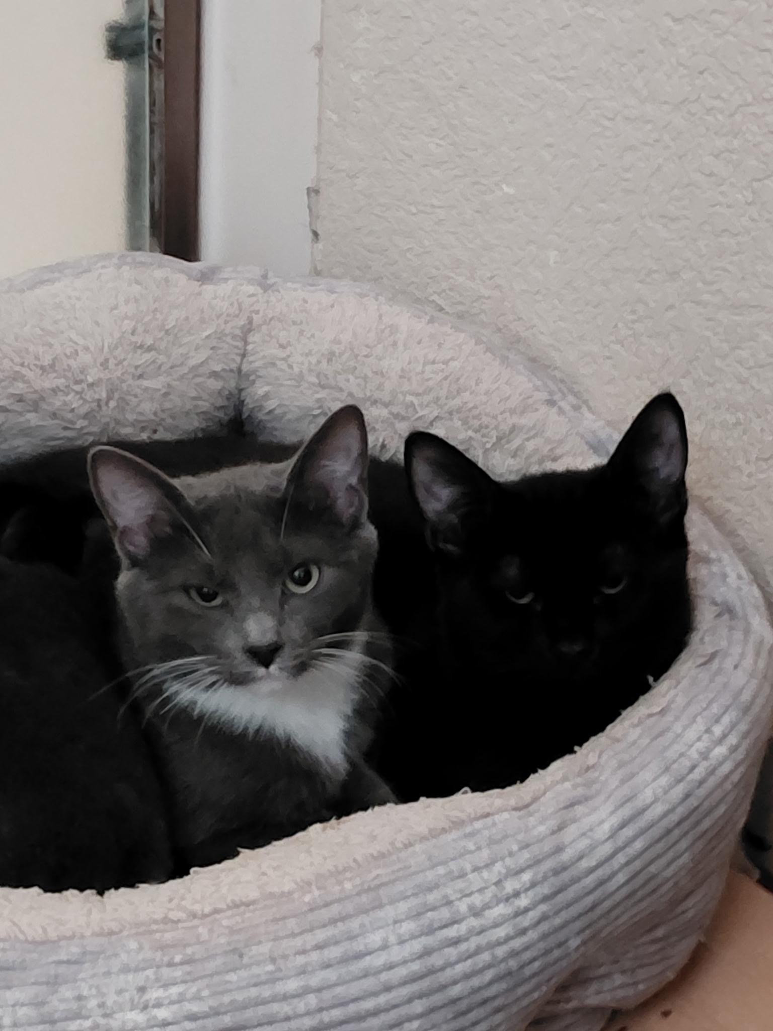 Enlarge Ivy, a Adoptable mixed breed in Petaluma, CA image 3/3