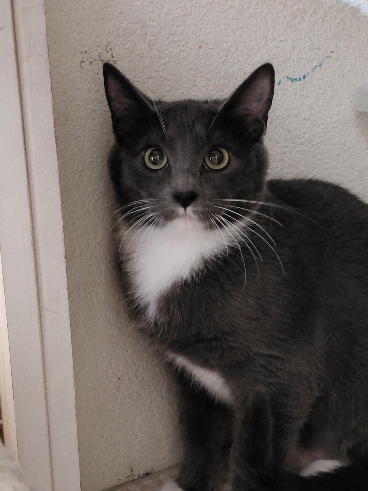 Enlarge Ivy, a Adoptable mixed breed in Petaluma, CA image 1/3