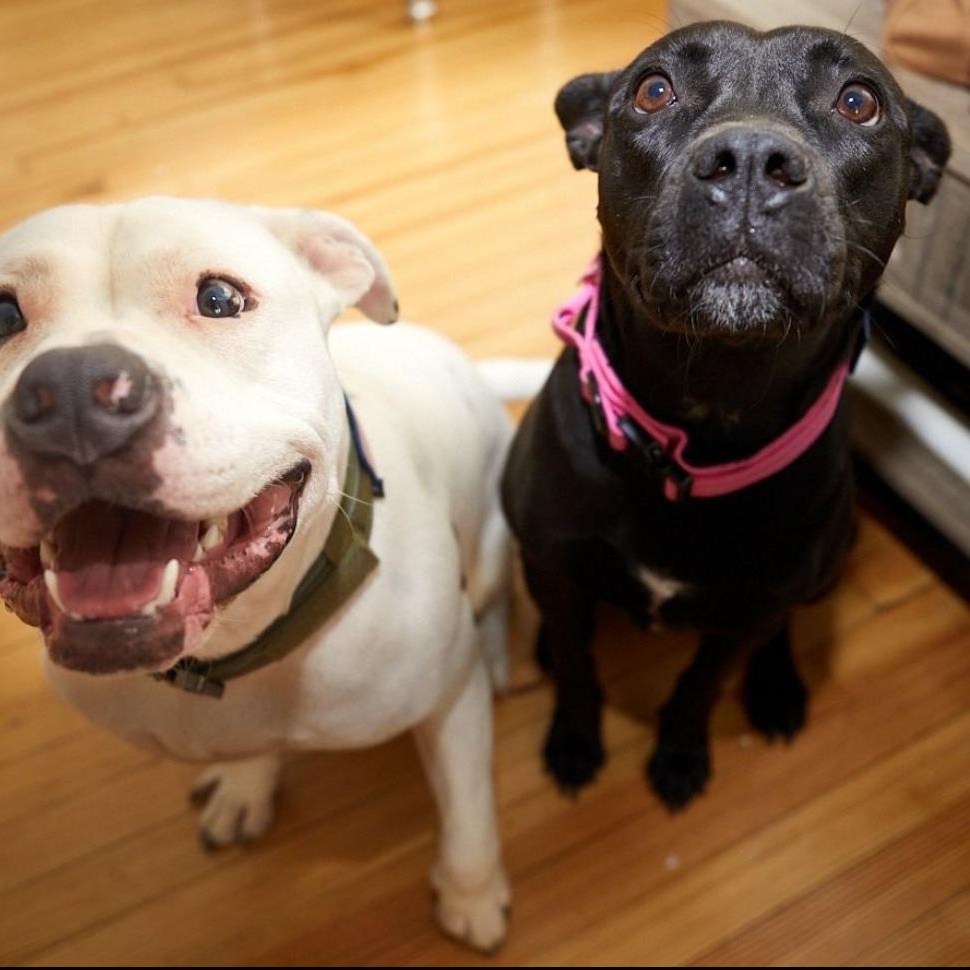 LYKA  - 7 yr old female mixed breed- COURTESY POSTING