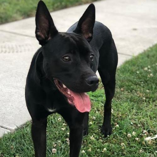 LYKA  - 7 yr old female mixed breed- COURTESY POSTING