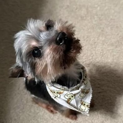 Teddy