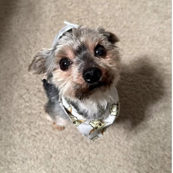 Teddy