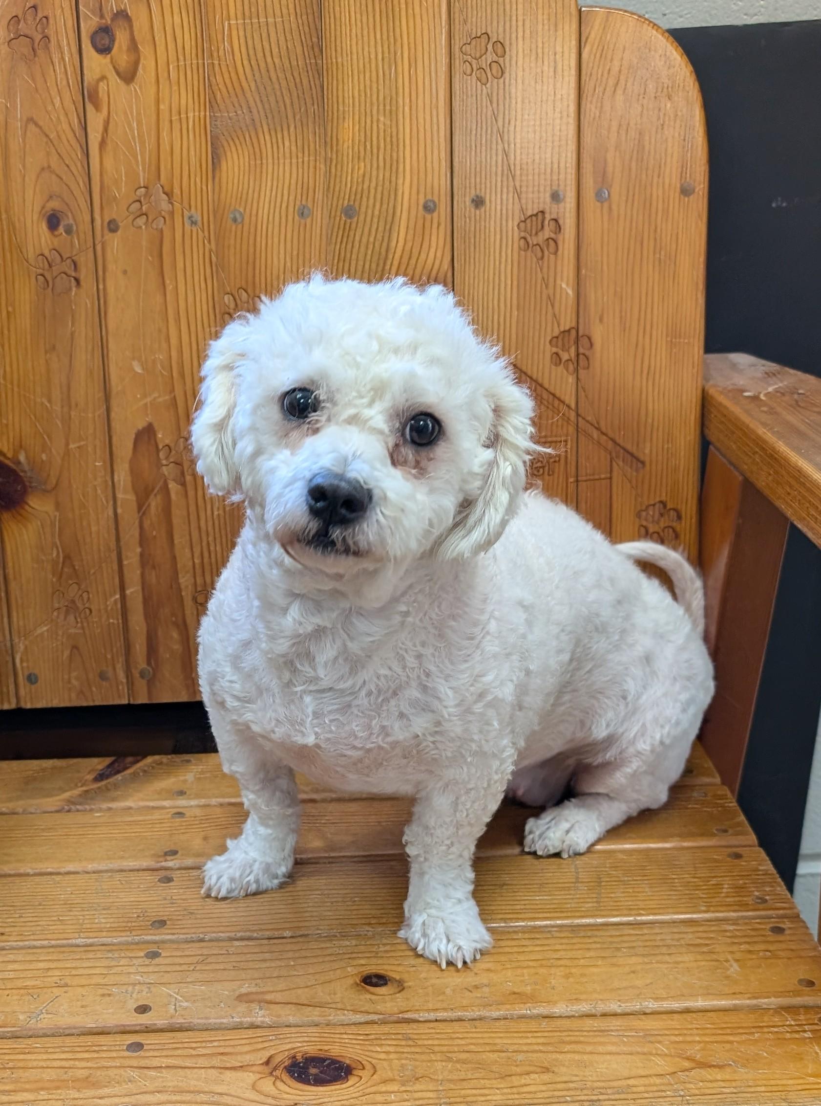 Crystal, adopted, Adult Female Shih Tzu & Bichon Frise.