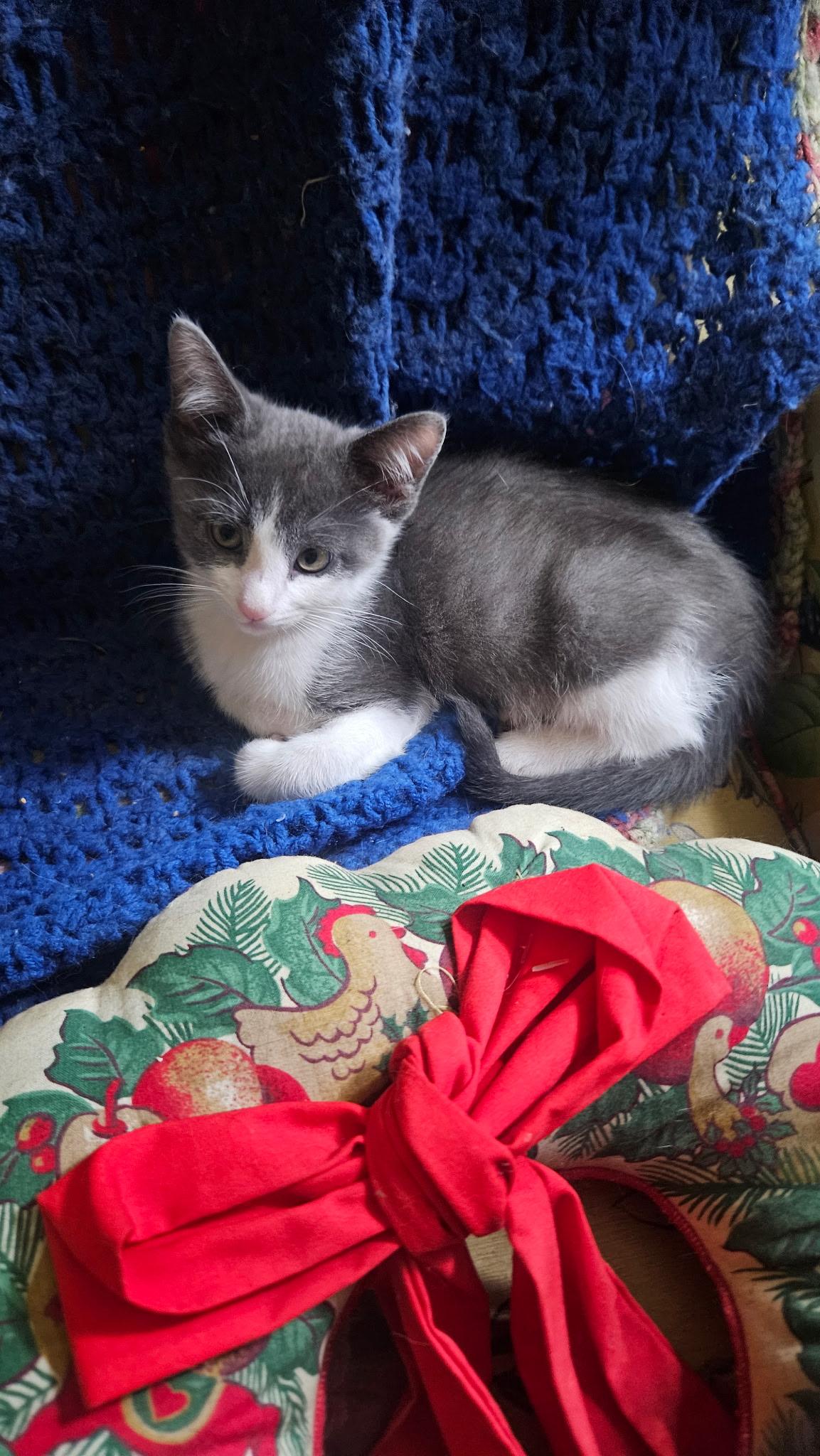 Sugar, adopted, Kitten Female Domestic Short Hair.