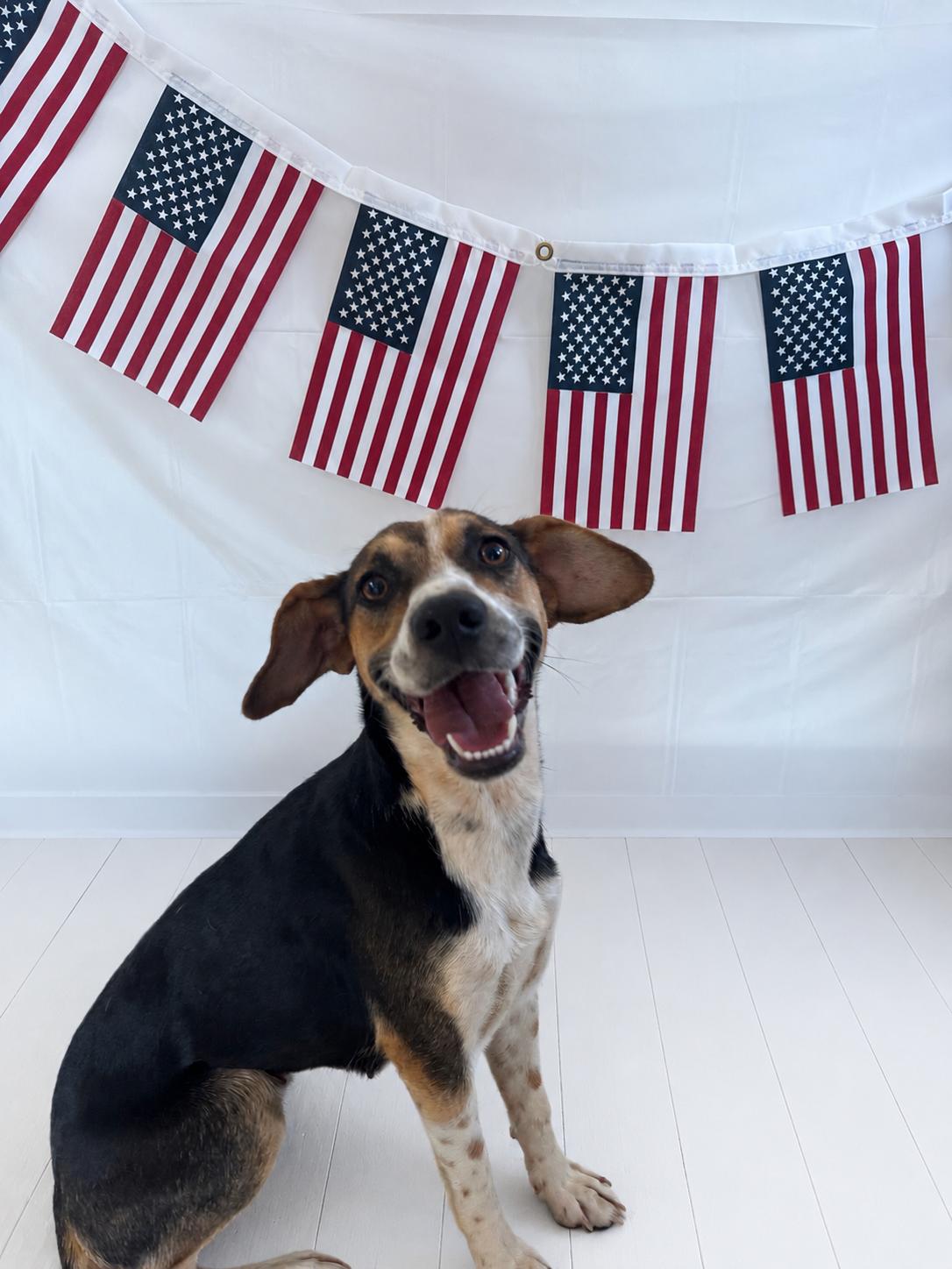 Dot, a ADOPTABLE mixed breed in Chickasha, OK image 2/2