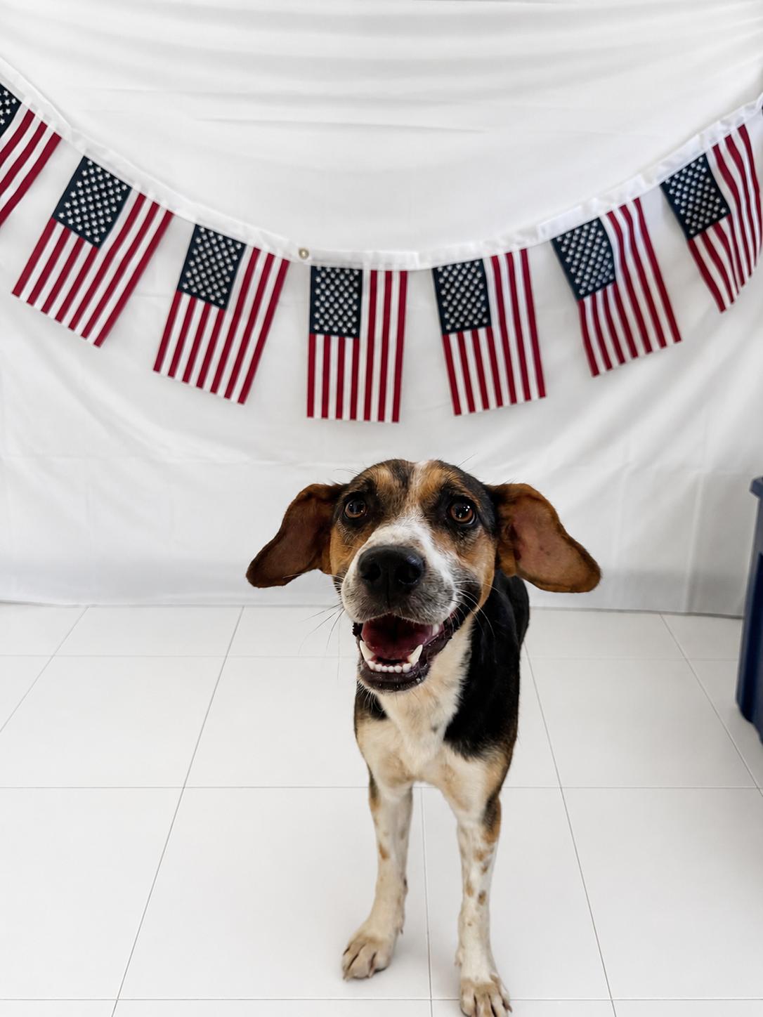 Dot, ADOPTABLE, Adult Female Beagle.