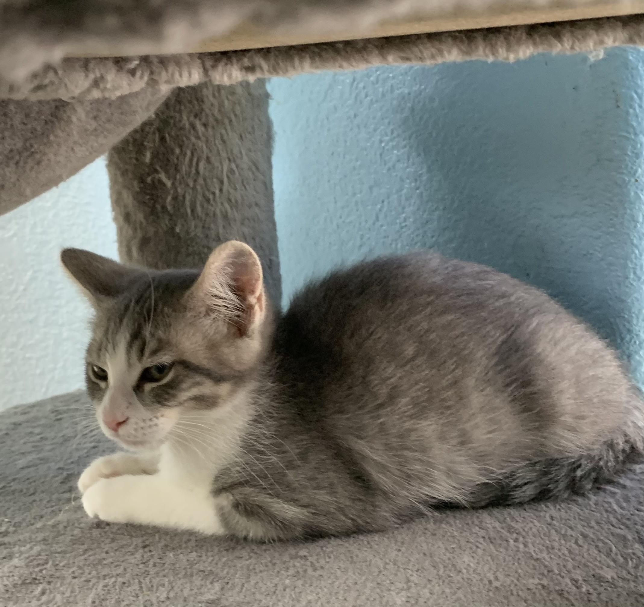 Nilda, an adopted mixed breed in Hollister, CA image 2/3