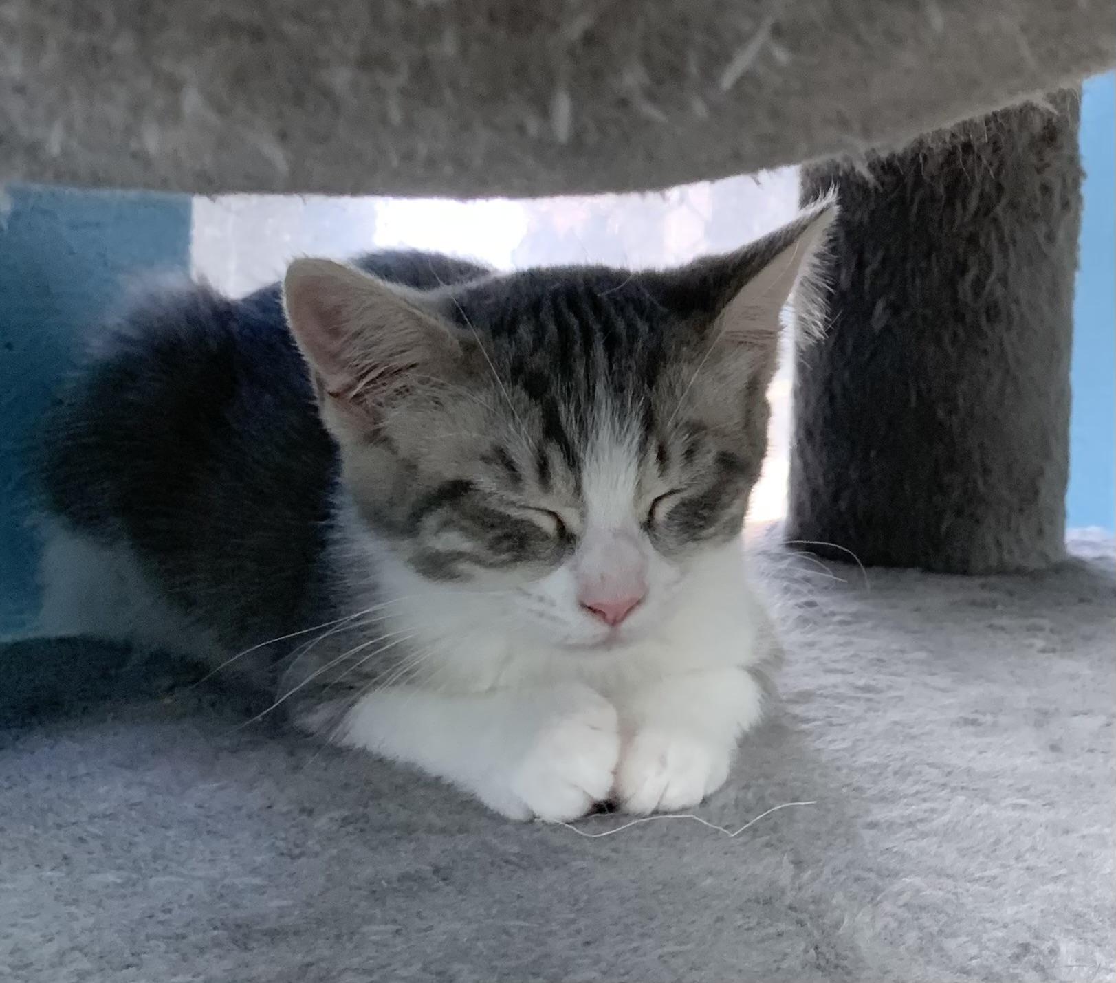 Nilda, adopted, Kitten Female Domestic Short Hair.