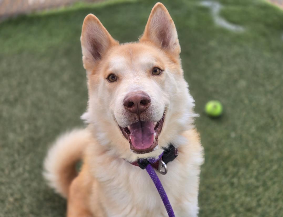 Enlarge HACHI, a Adoptable mixed breed in Phoenix, AZ image 1/1