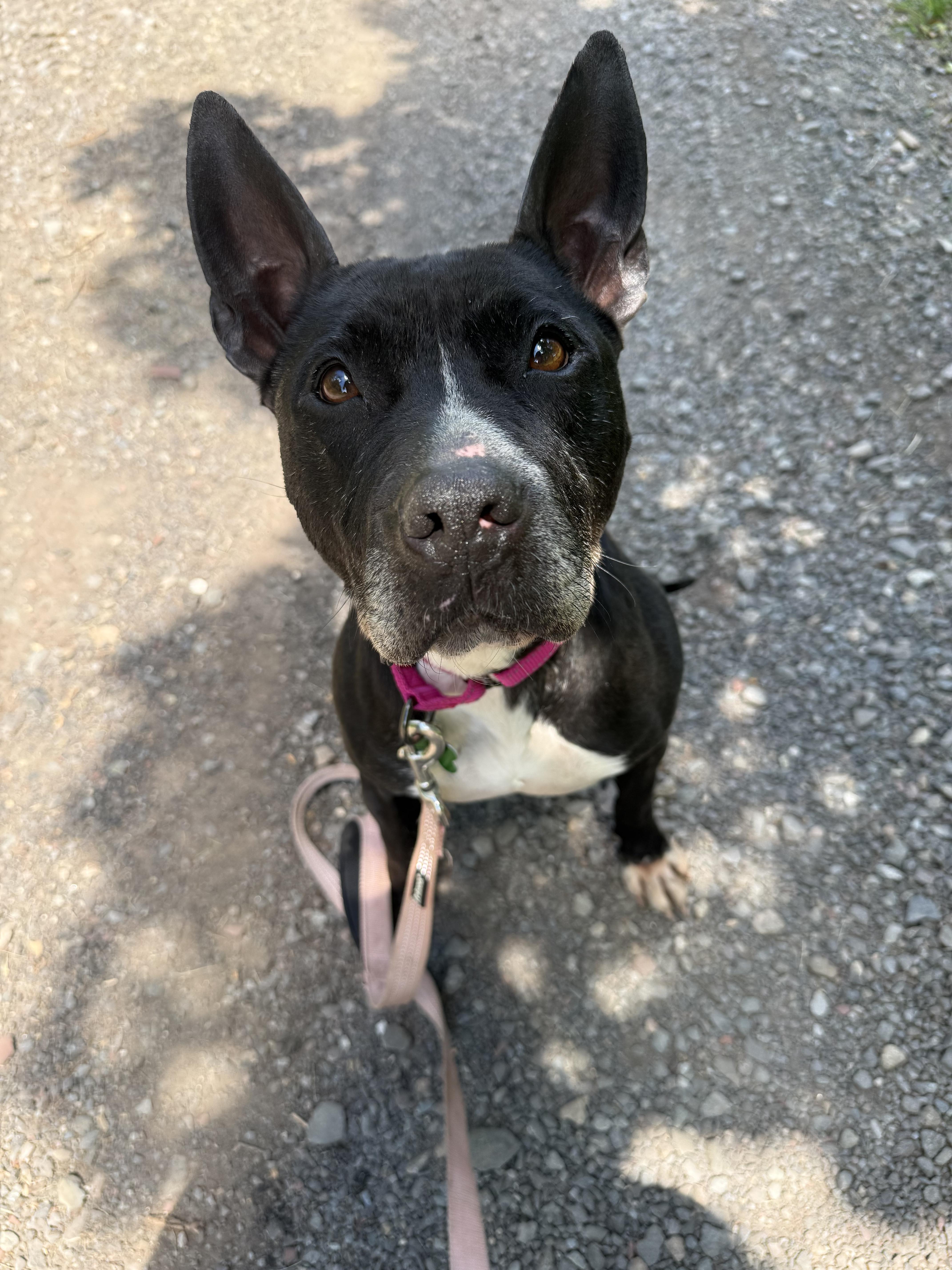 Enlarge Kenzie, a ADOPTABLE mixed breed in Succasunna, NJ image 2/6