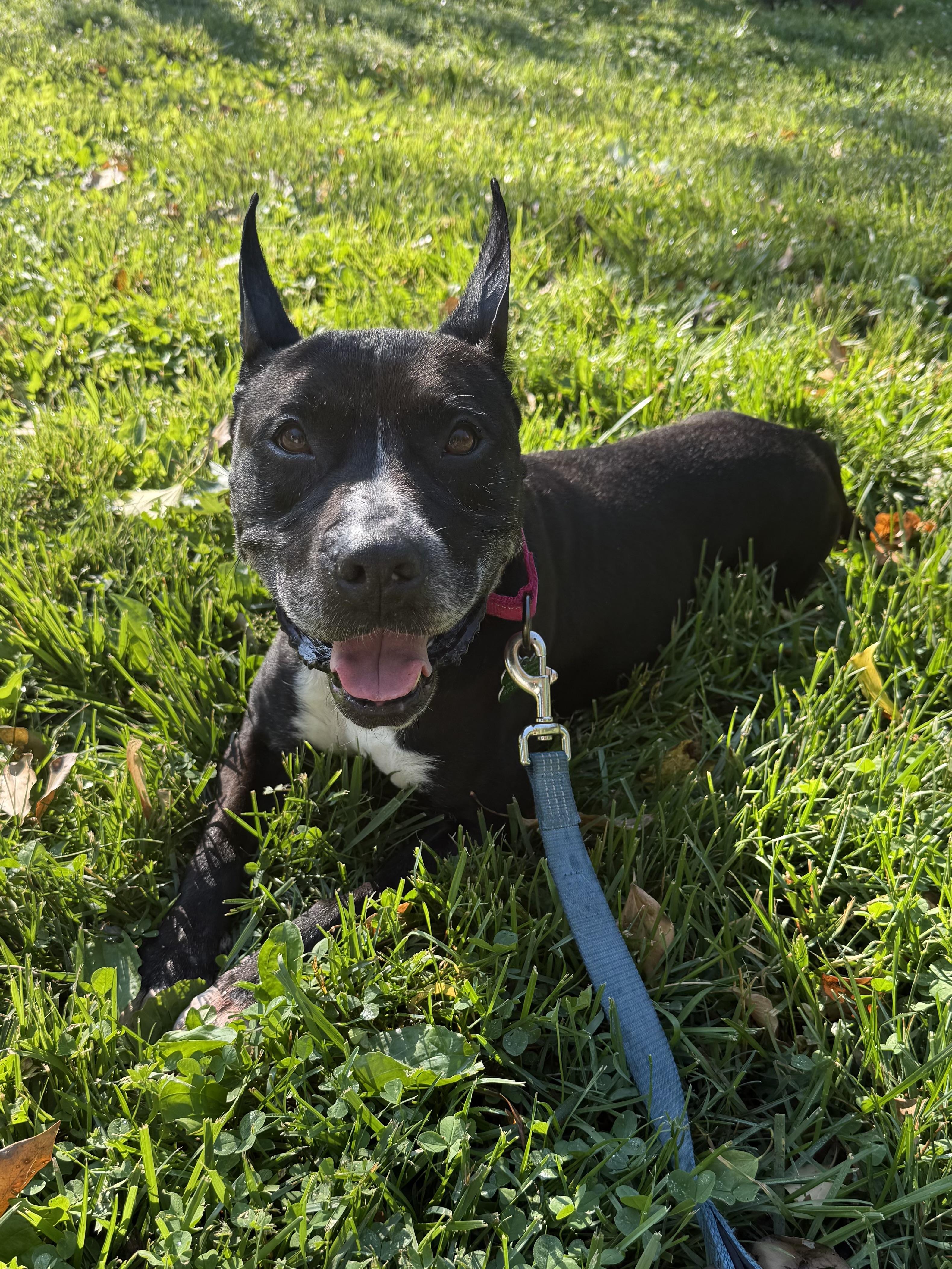 Enlarge Kenzie, a ADOPTABLE mixed breed in Succasunna, NJ image 4/6