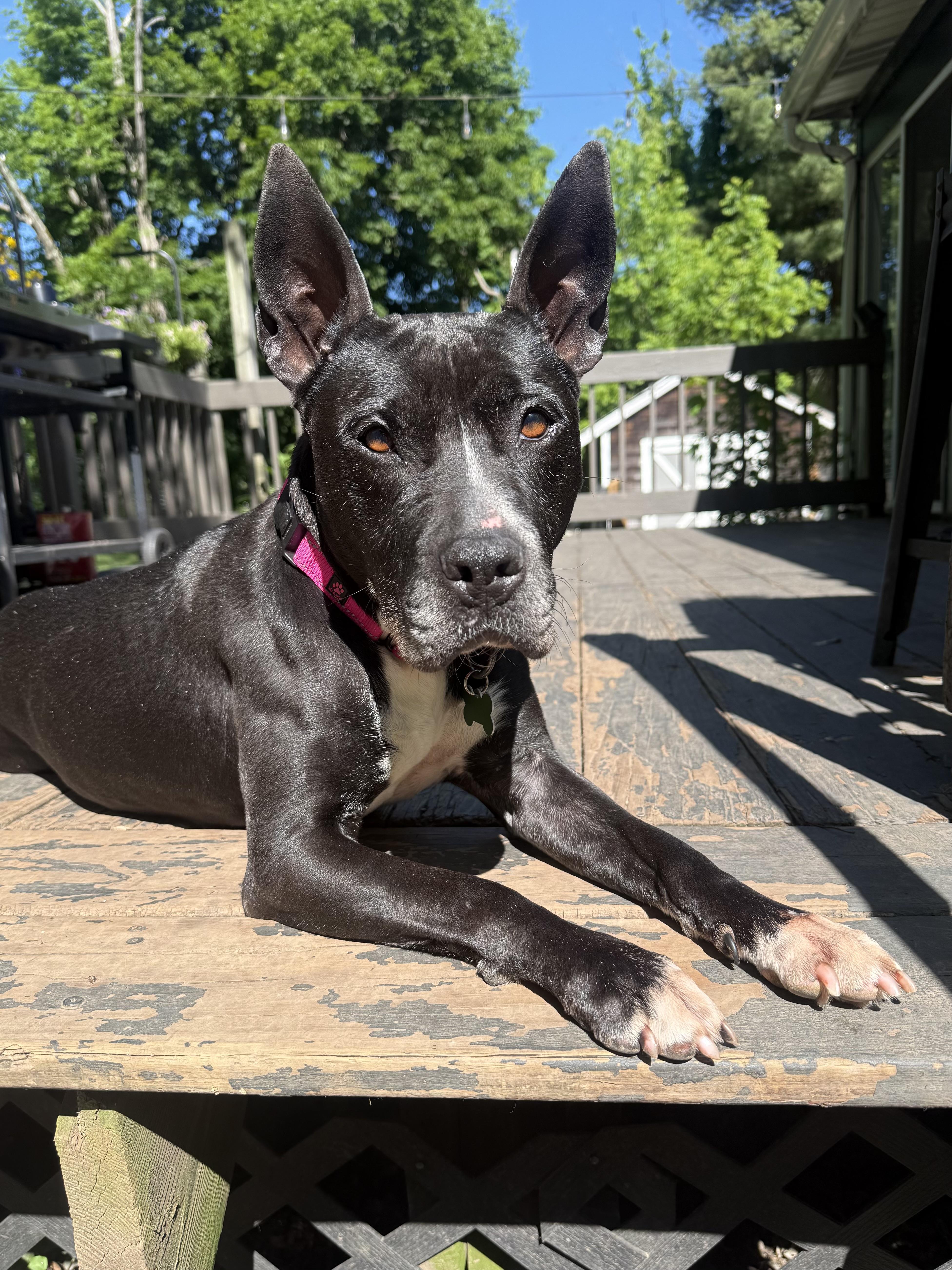 Enlarge Kenzie, a ADOPTABLE mixed breed in Succasunna, NJ image 3/6