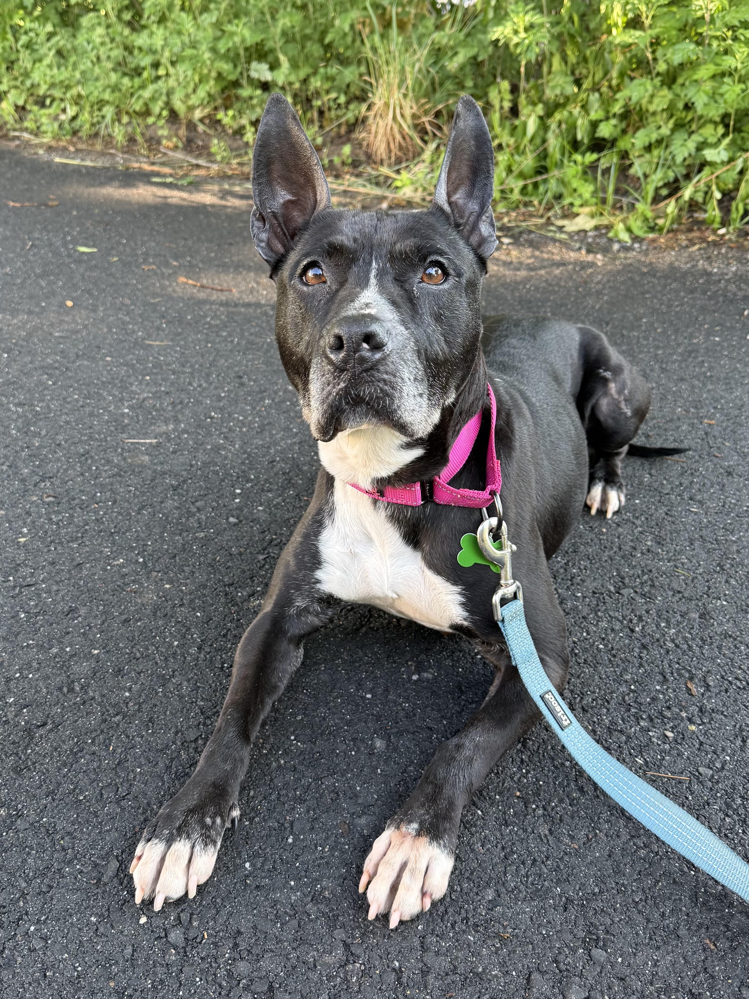 Enlarge Kenzie, a ADOPTABLE mixed breed in Succasunna, NJ image 1/6