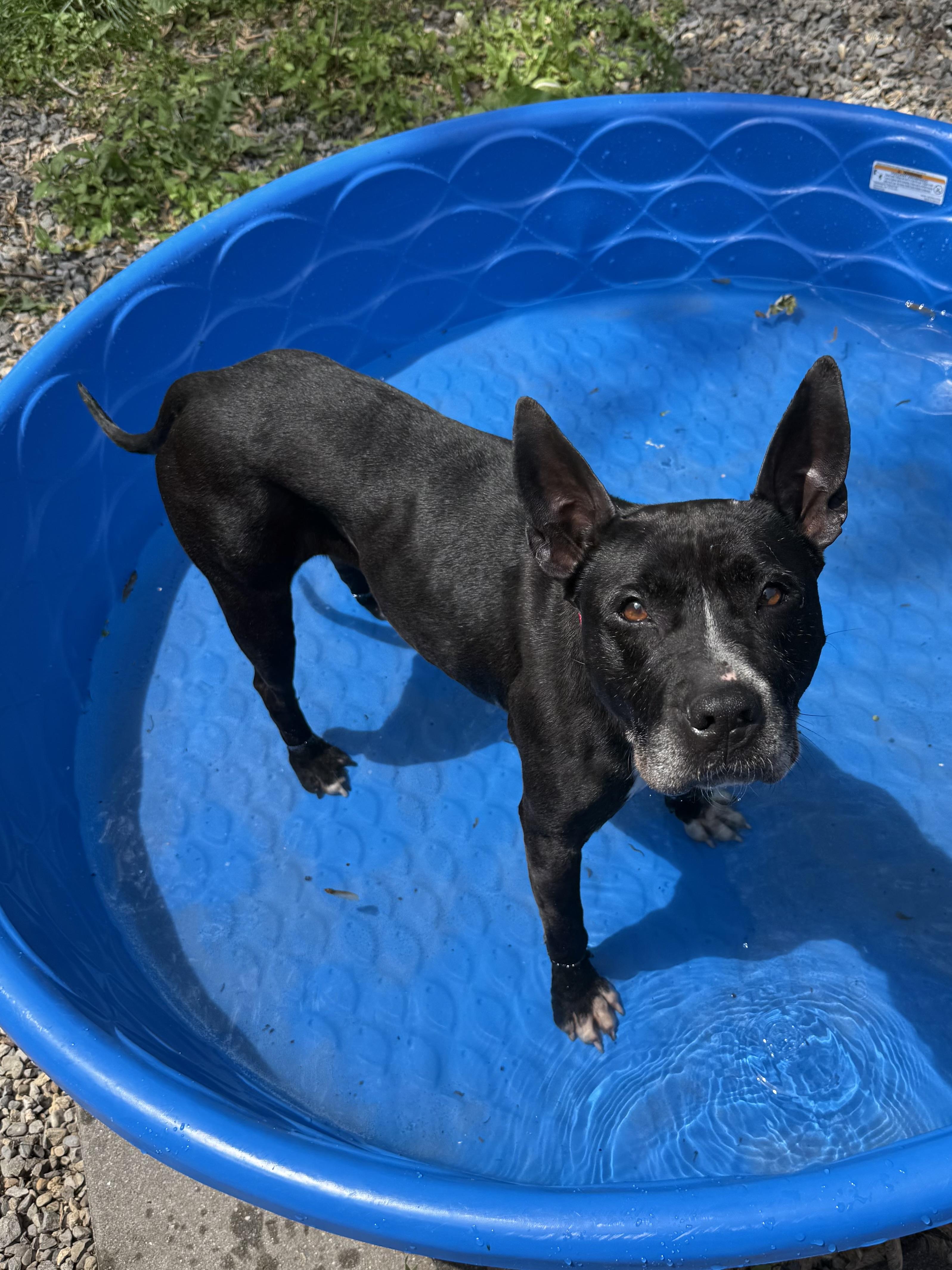 Enlarge Kenzie, a ADOPTABLE mixed breed in Succasunna, NJ image 5/6