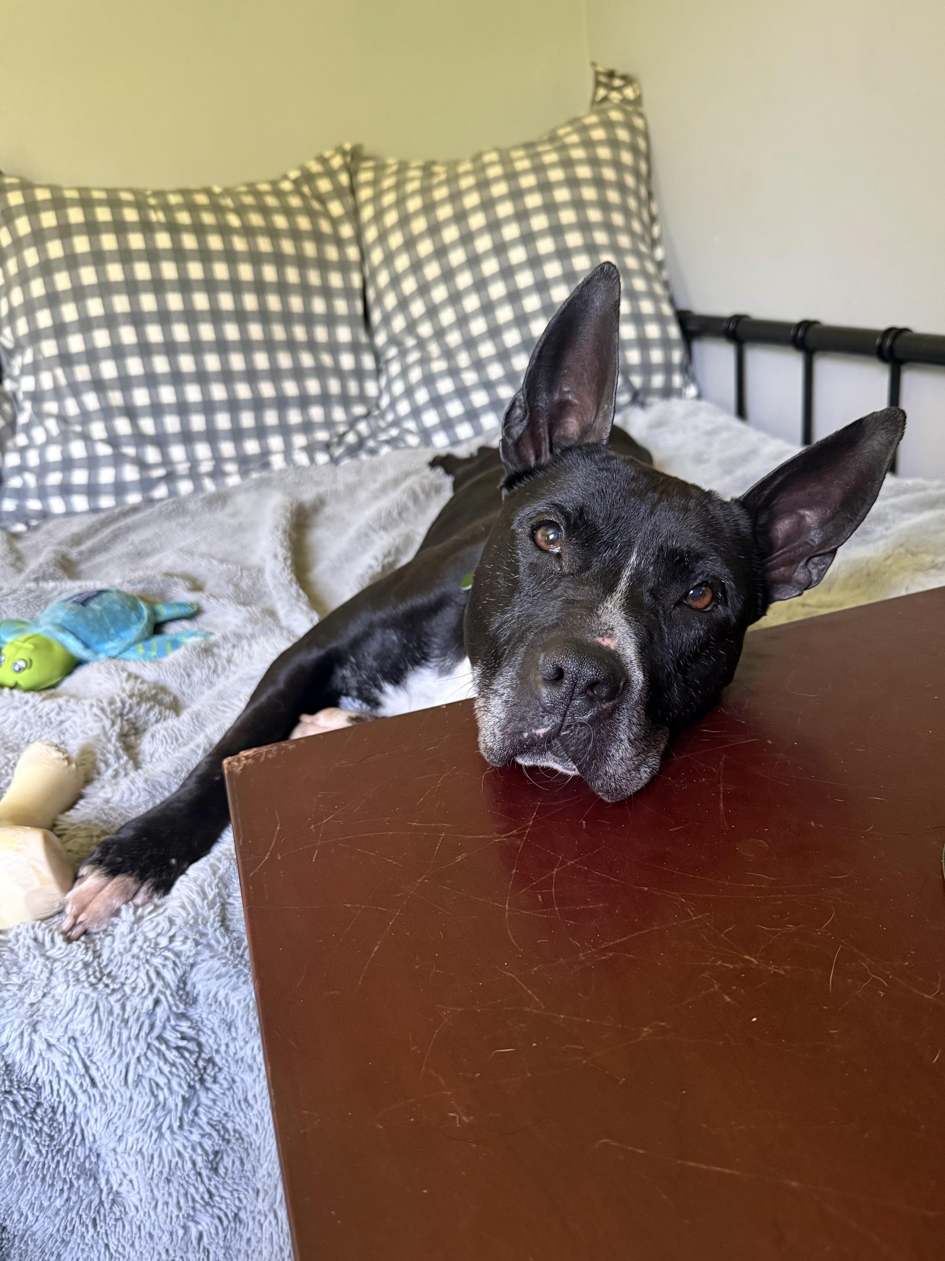 Enlarge Kenzie, a ADOPTABLE mixed breed in Succasunna, NJ image 6/6