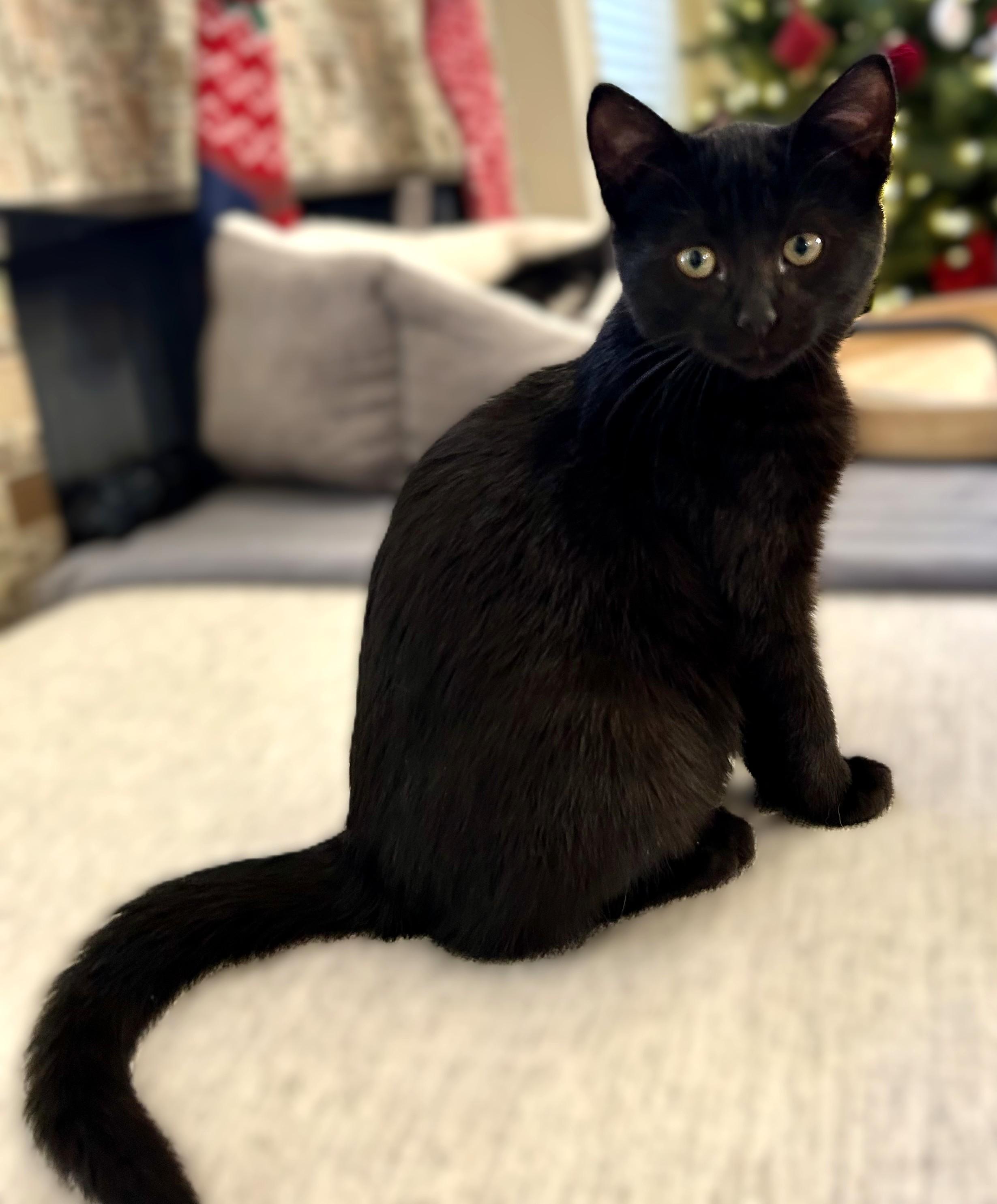 Winter, a ADOPTABLE Domestic Short Hair in Bentonville, AR image 3/3