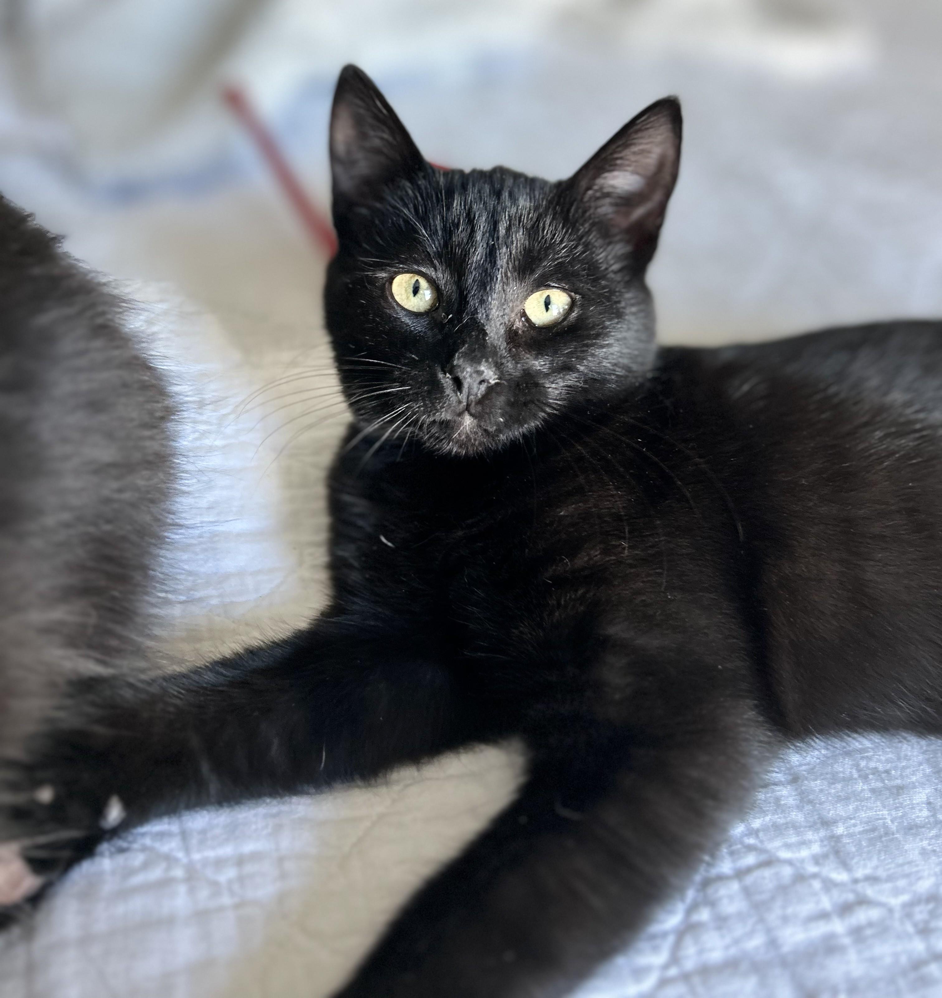 Winter, a ADOPTABLE Domestic Short Hair in Bentonville, AR image 2/3