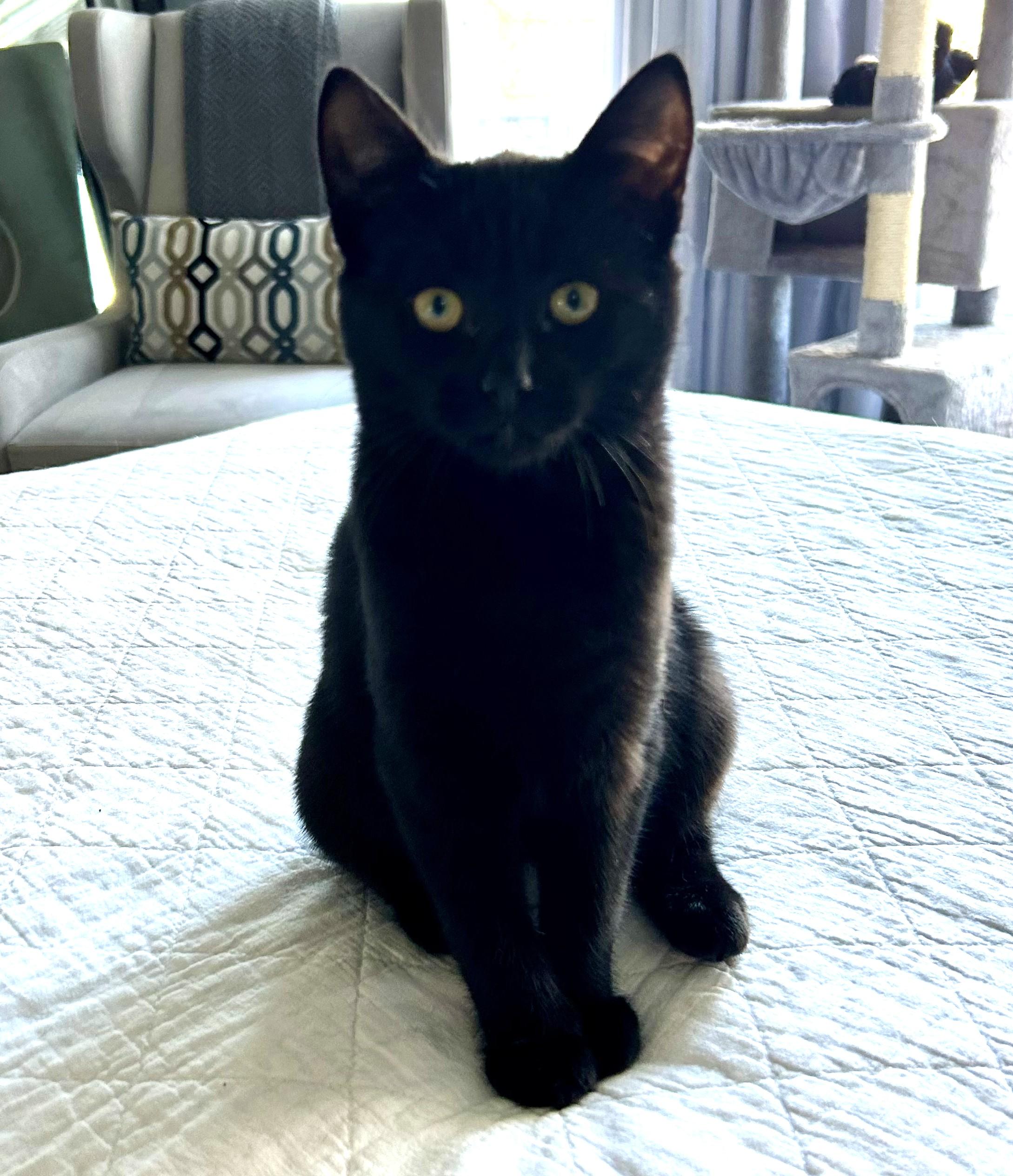 Winter, ADOPTABLE, Young Female Domestic Short Hair.