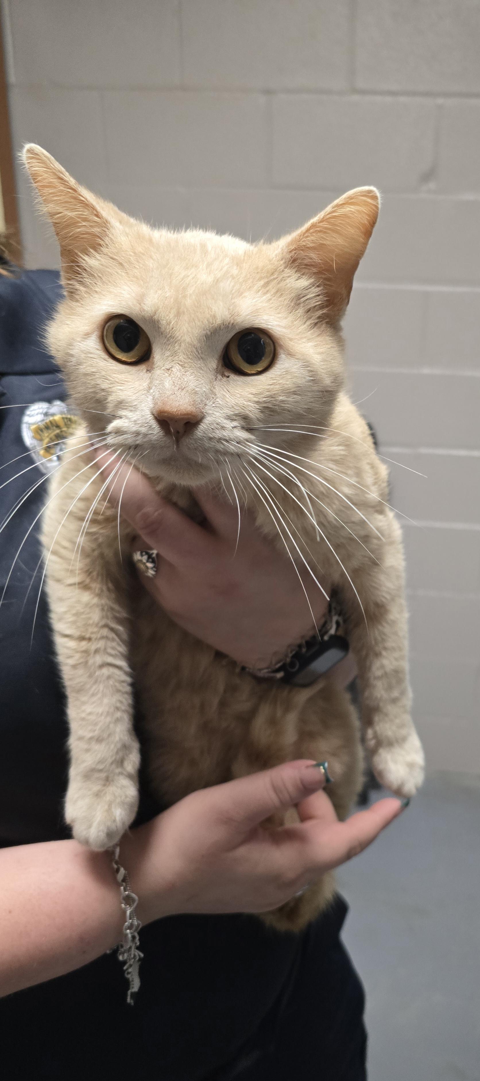 Bonsai, ADOPTABLE, Young Male Domestic Short Hair.