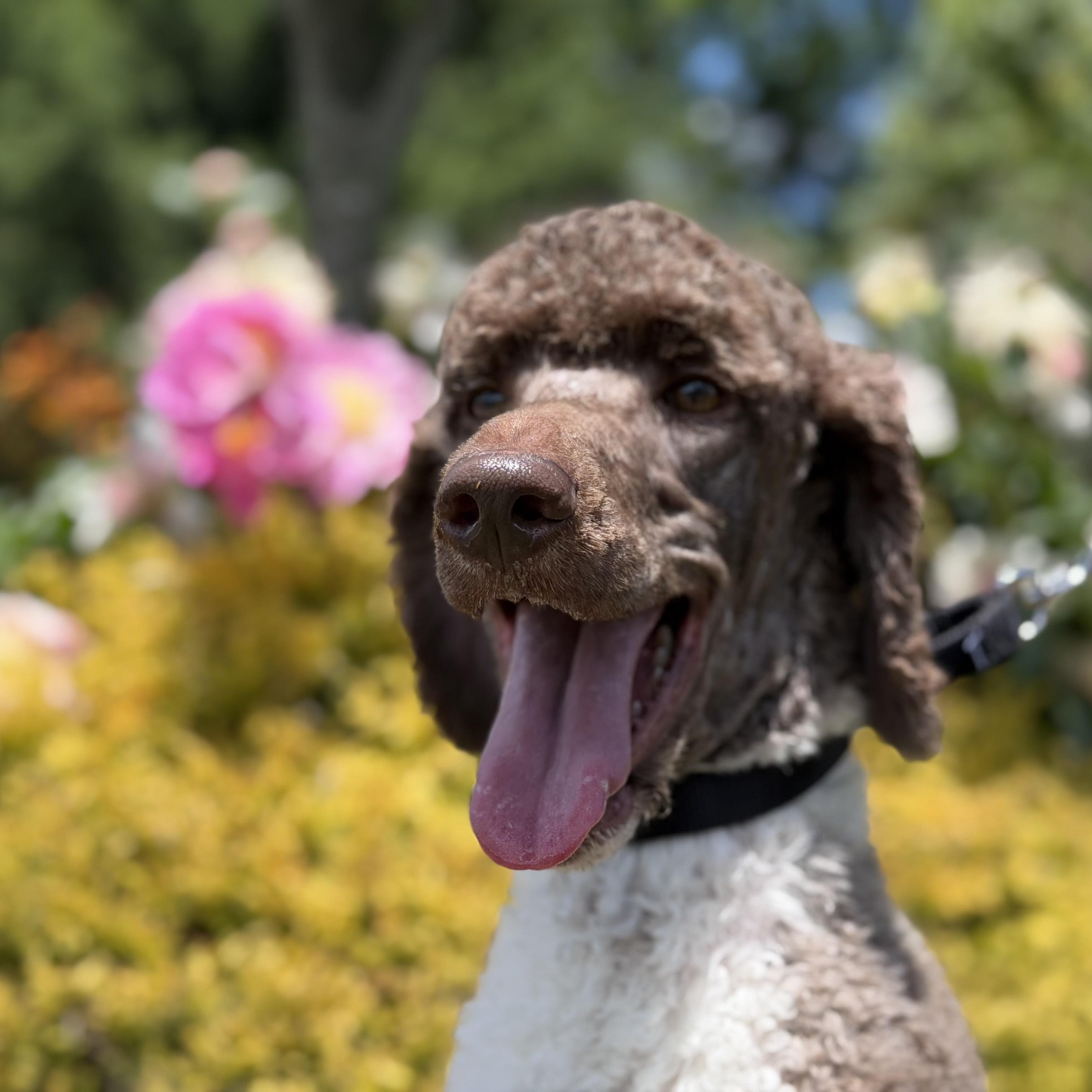 Enlarge French, an adopted Standard Poodle in Mendham, NJ image 1/5