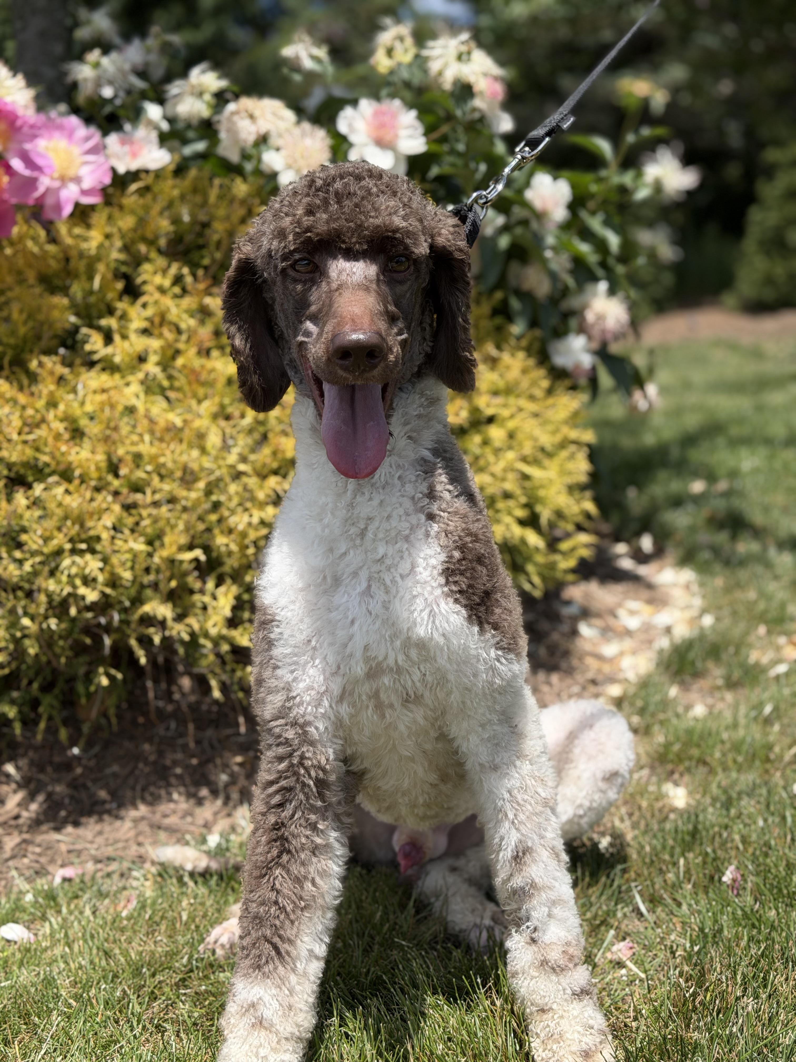 Enlarge French, an adopted Standard Poodle in Mendham, NJ image 4/5