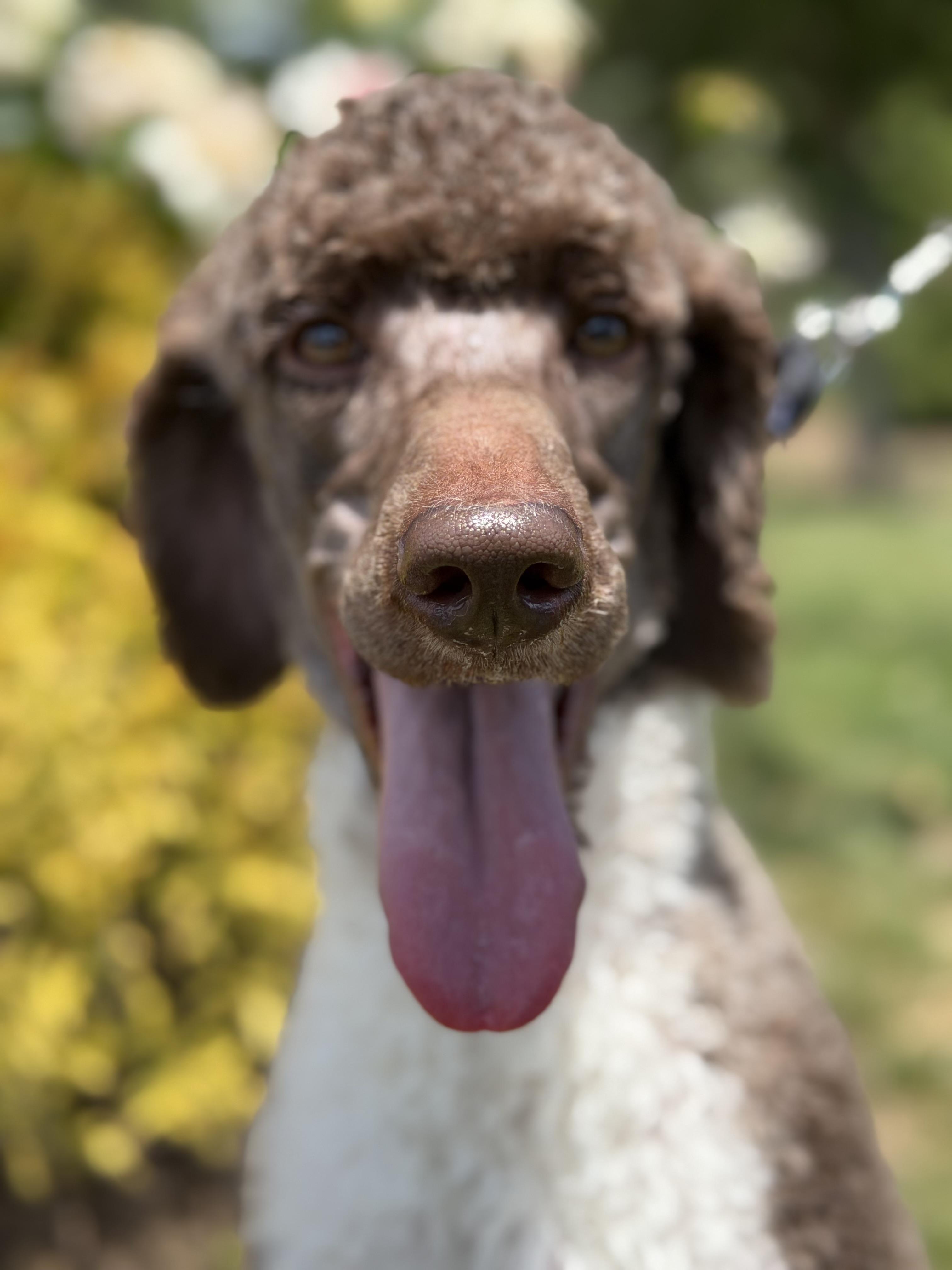 Enlarge French, an adopted Standard Poodle in Mendham, NJ image 2/5