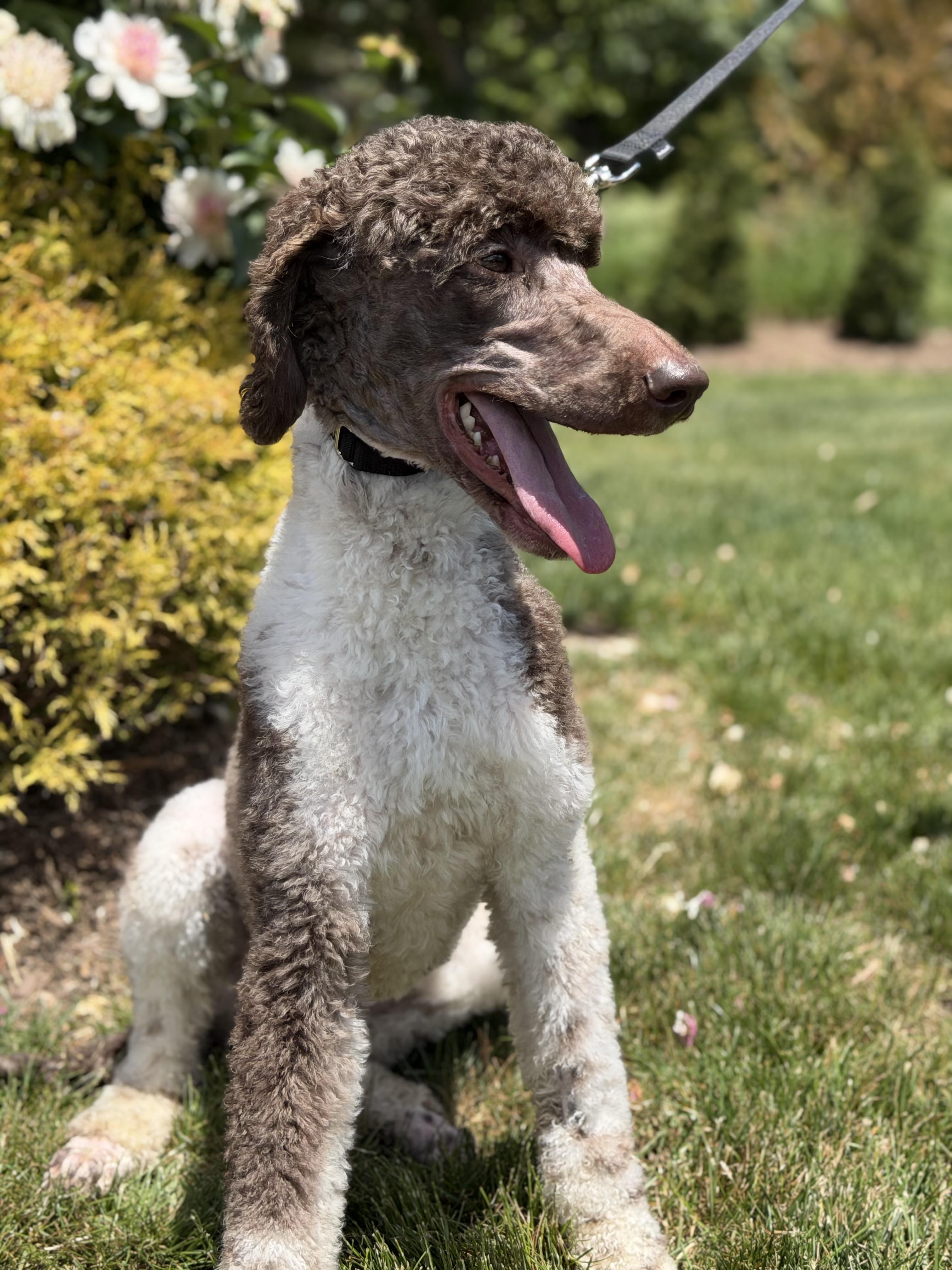Enlarge French, an adopted Standard Poodle in Mendham, NJ image 3/5
