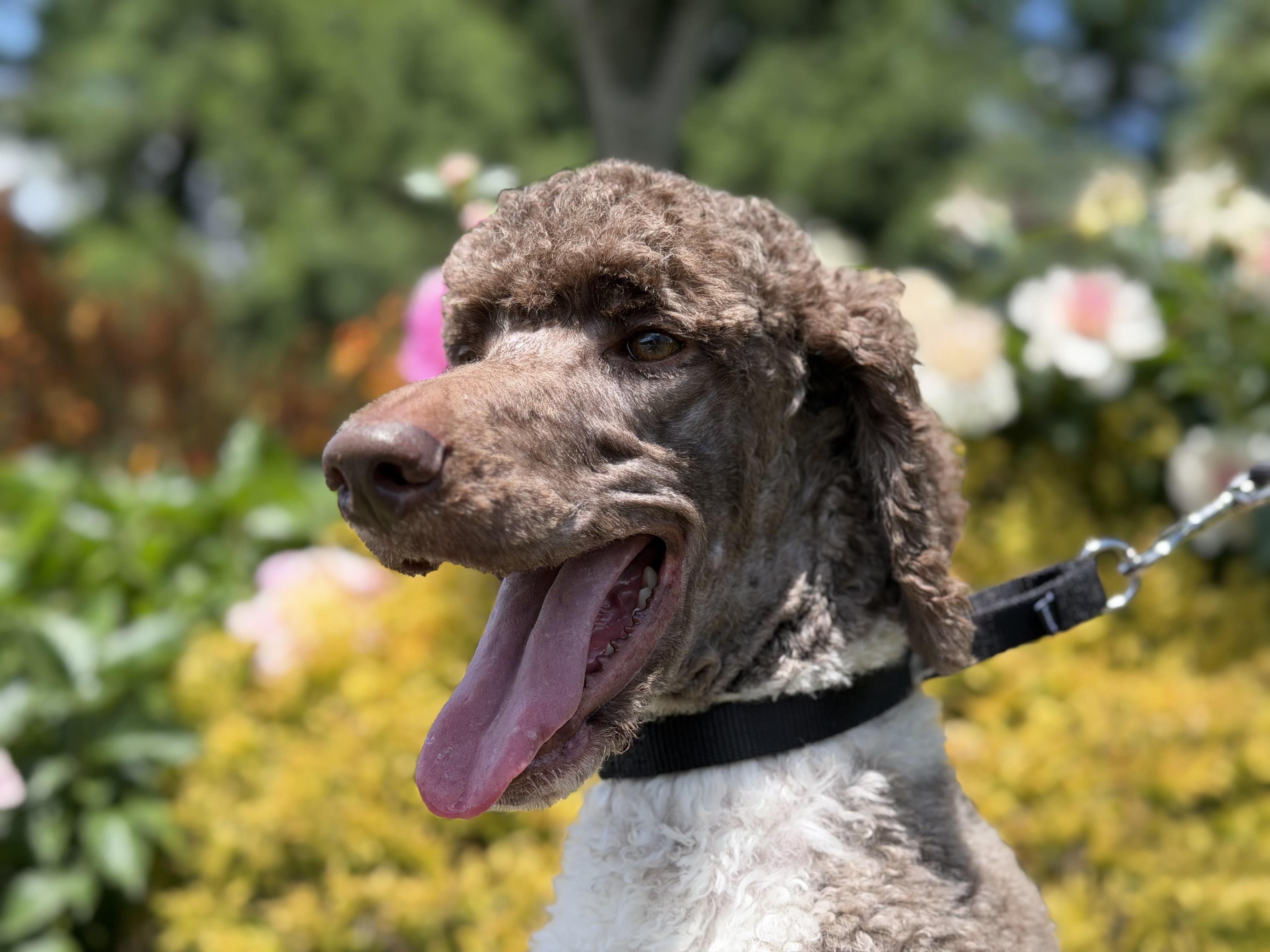 Enlarge French, an adopted Standard Poodle in Mendham, NJ image 5/5