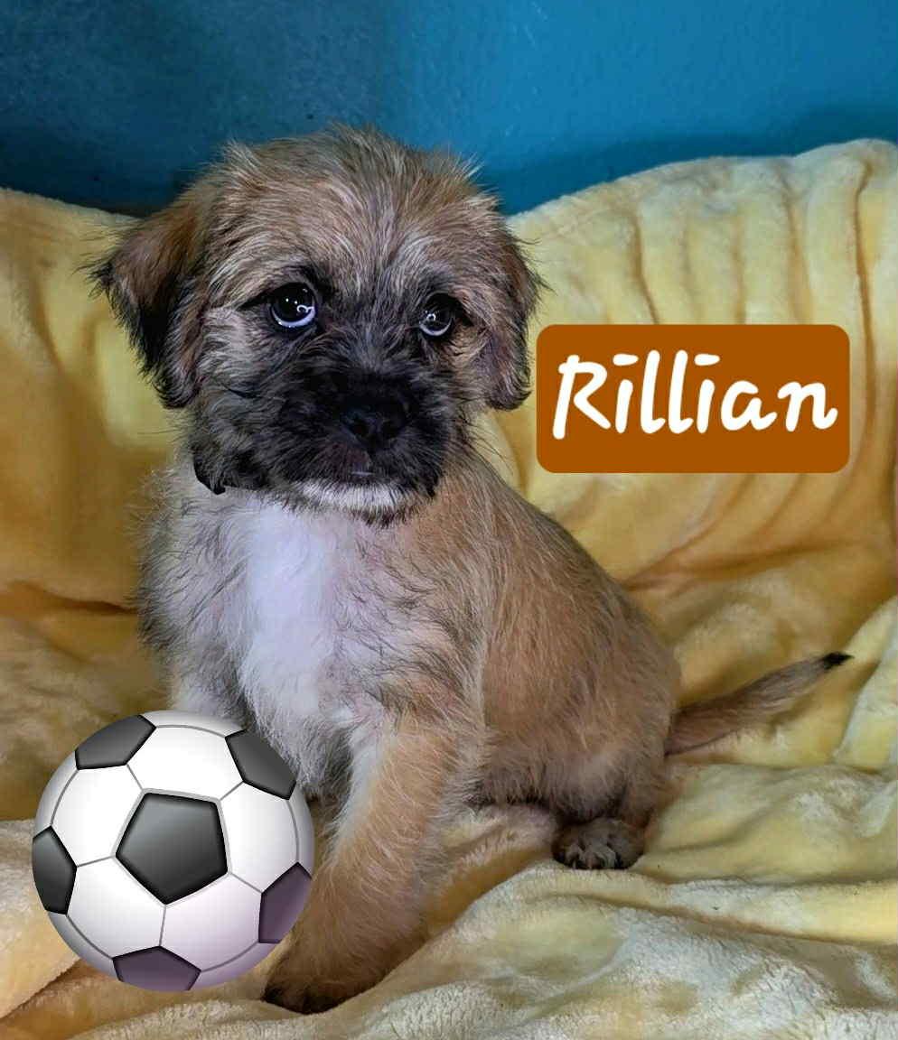 Rilian, ADOPTABLE, Puppy Male Poodle (Toy) & Shih Tzu.