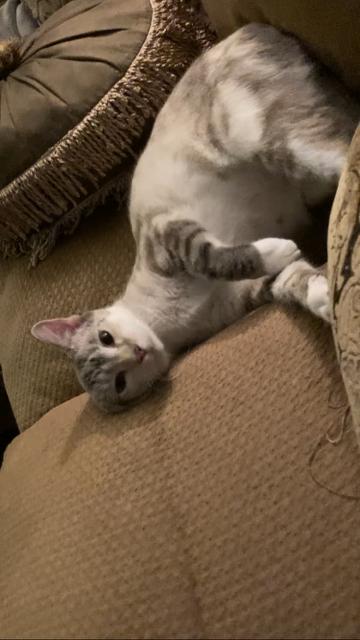 Ghost, a ADOPTABLE Siamese in Orange, CA image 2/6