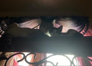 Ghost, a ADOPTABLE Siamese in Orange, CA image 3/6
