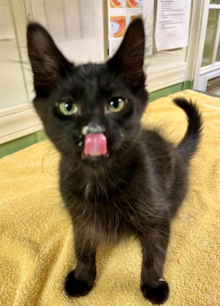 Beech, Adoptable, Young Female Domestic Long Hair.