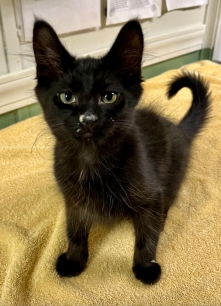 Beech, a Adoptable mixed breed in Marshall, NC image 2/2